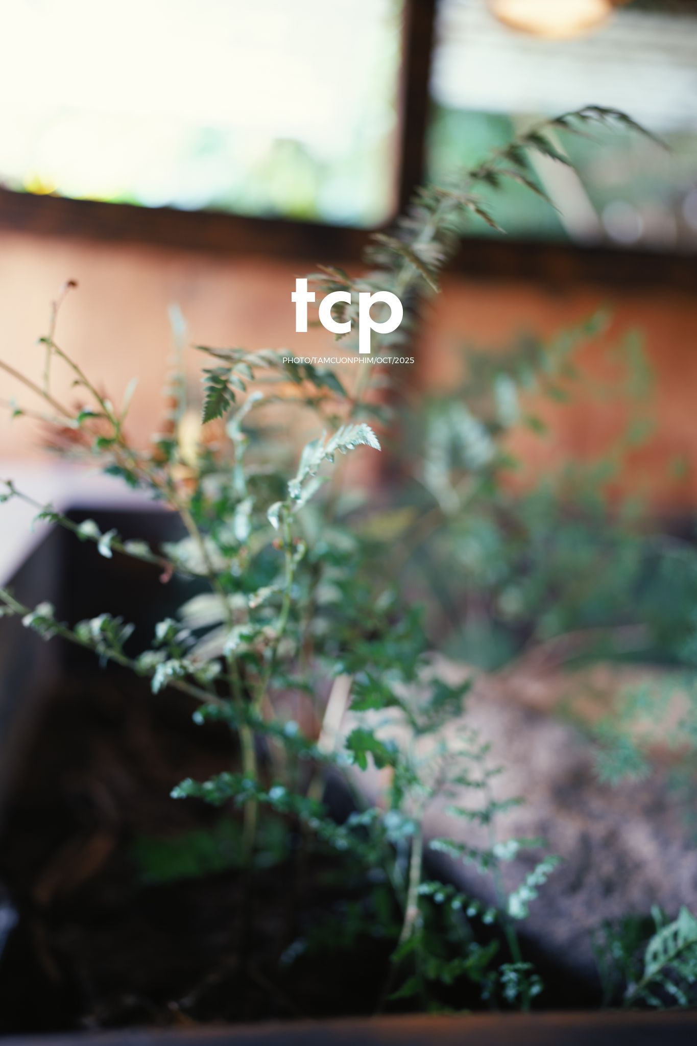 Tám Cuộn Phim - Nắng lạnh và bánh nóng