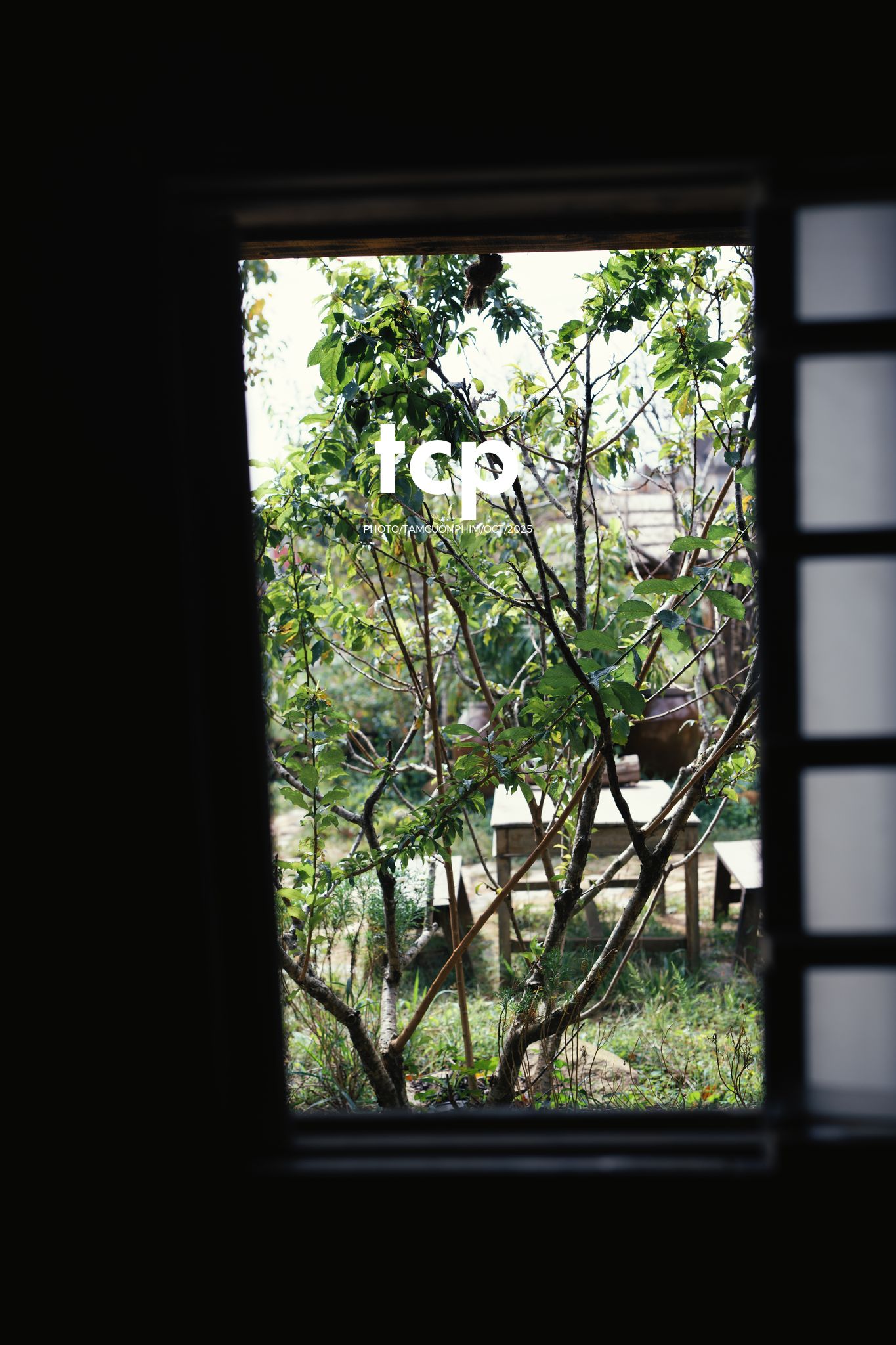 Tám Cuộn Phim - Nắng lạnh và bánh nóng