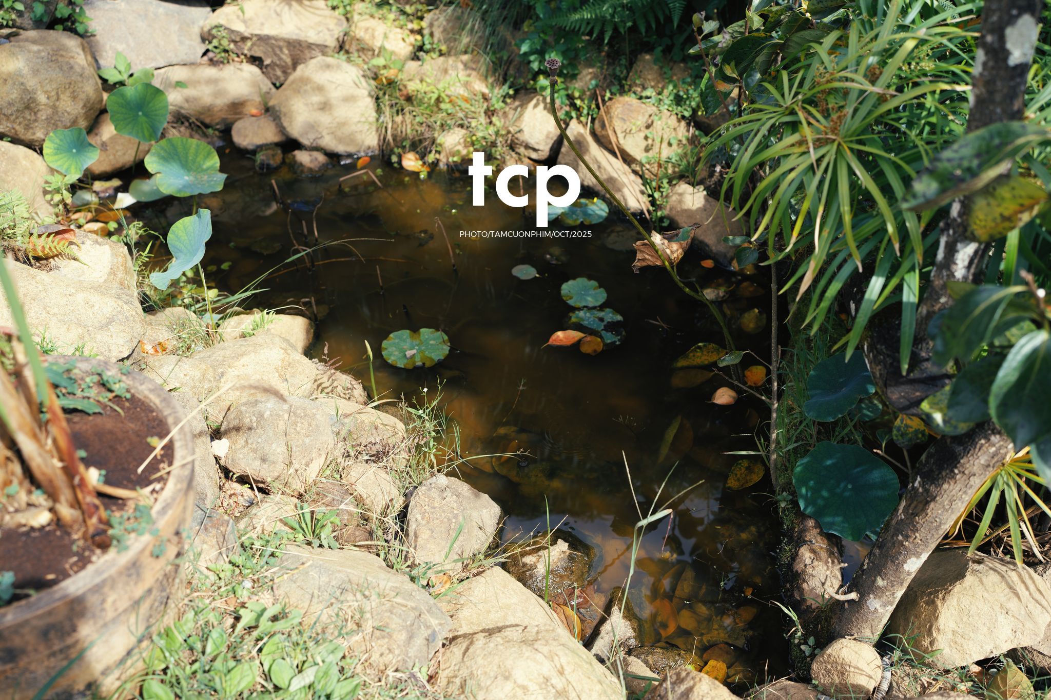 Tám Cuộn Phim - Nắng lạnh và bánh nóng