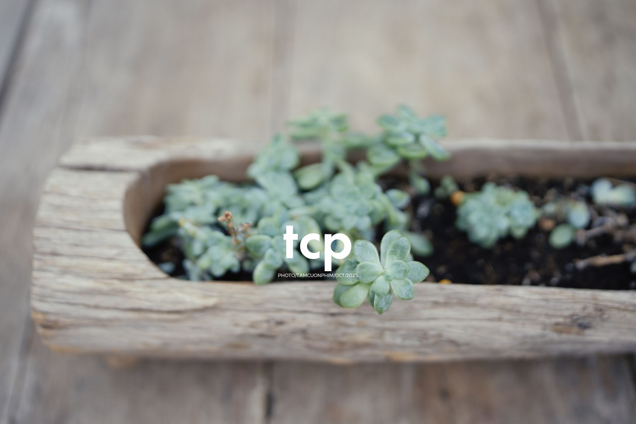 Tám Cuộn Phim - Nắng lạnh và bánh nóng