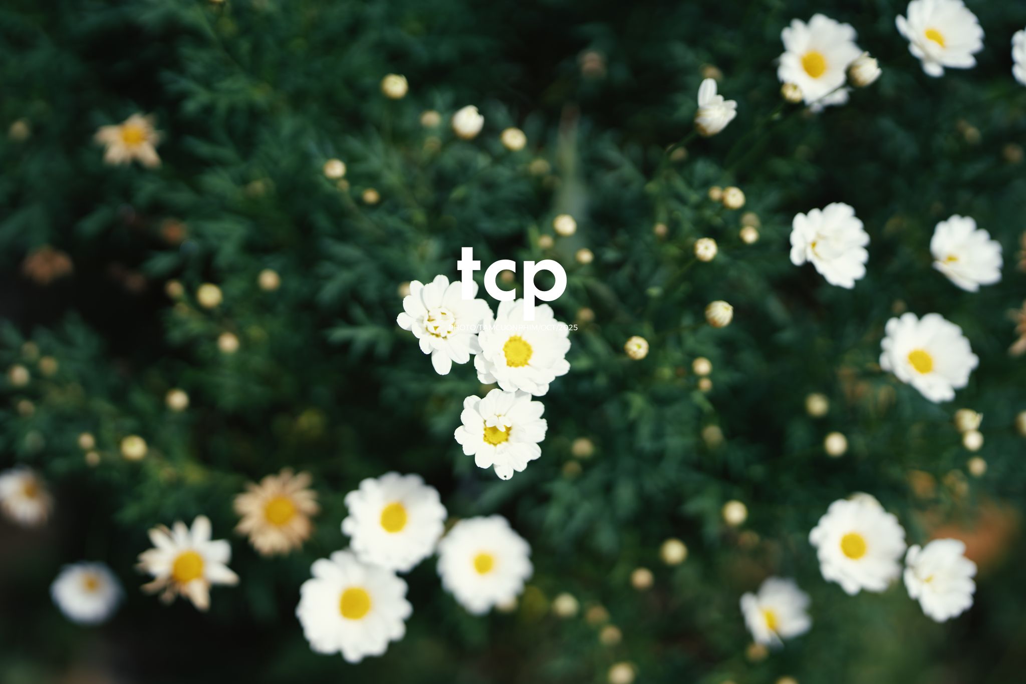 Tám Cuộn Phim - Nắng lạnh và bánh nóng