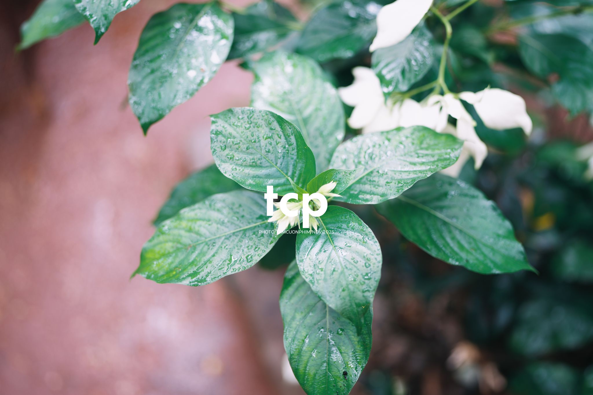 Tám Cuộn Phim - Hành trình khám phá đầy cảm hứng