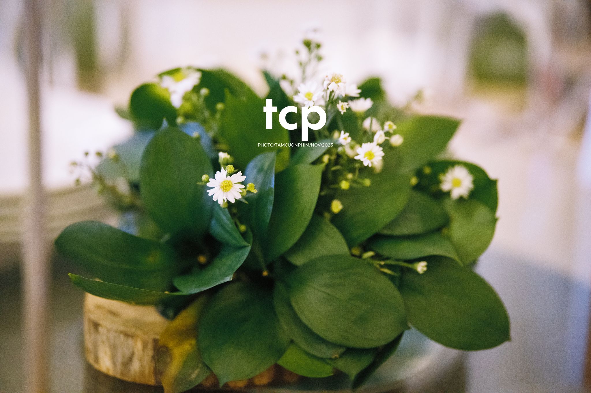 Tám Cuộn Phim - Hơi ấm ngày chung đôi