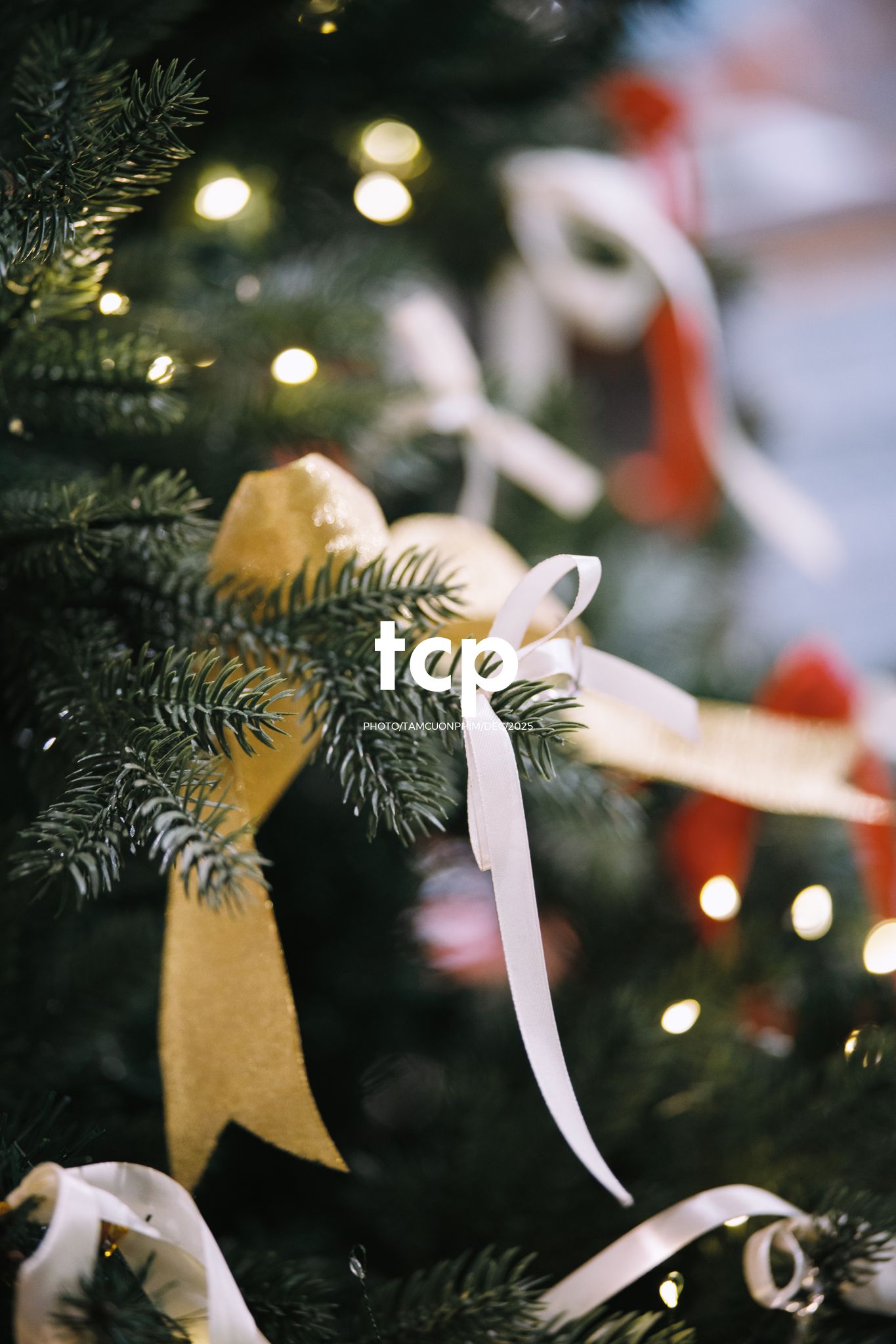 Tám Cuộn Phim - Hương cà phê và sắc đỏ mùa lễ hội