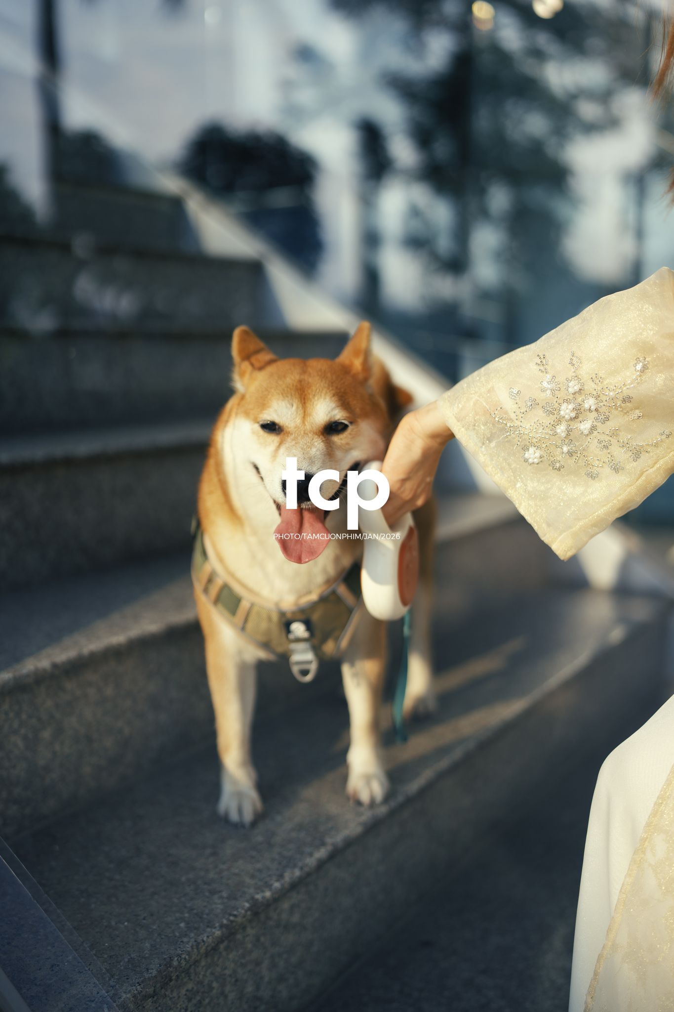 Tám Cuộn Phim - Nét duyên dáng trong buổi chiều dạo phố cùng người bạn nhỏ