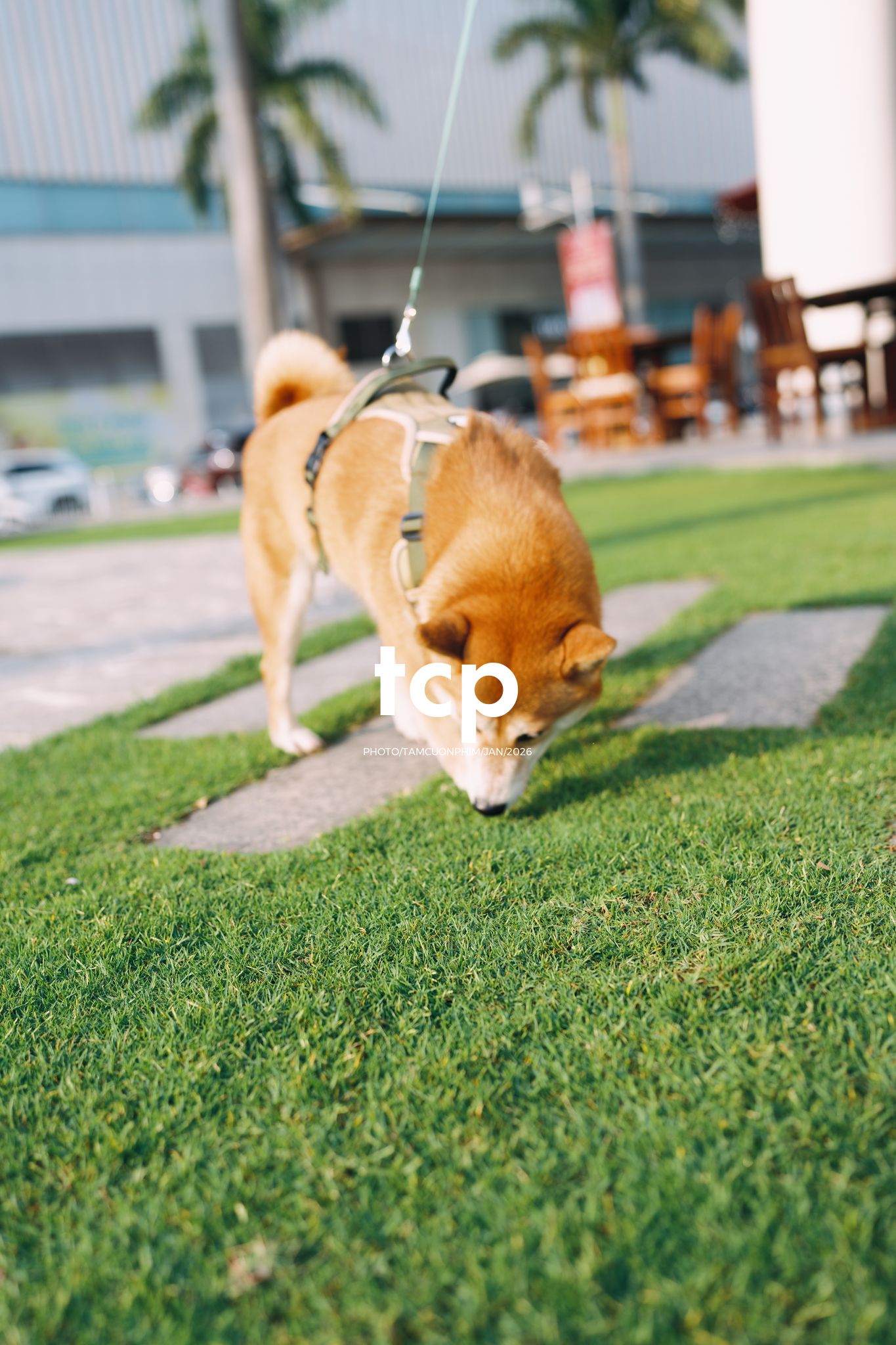 Tám Cuộn Phim - Nét duyên dáng trong buổi chiều dạo phố cùng người bạn nhỏ