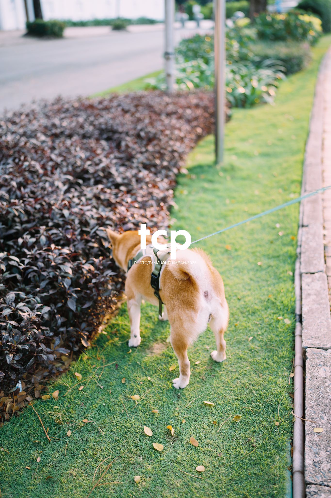 Tám Cuộn Phim - Nét duyên dáng trong buổi chiều dạo phố cùng người bạn nhỏ