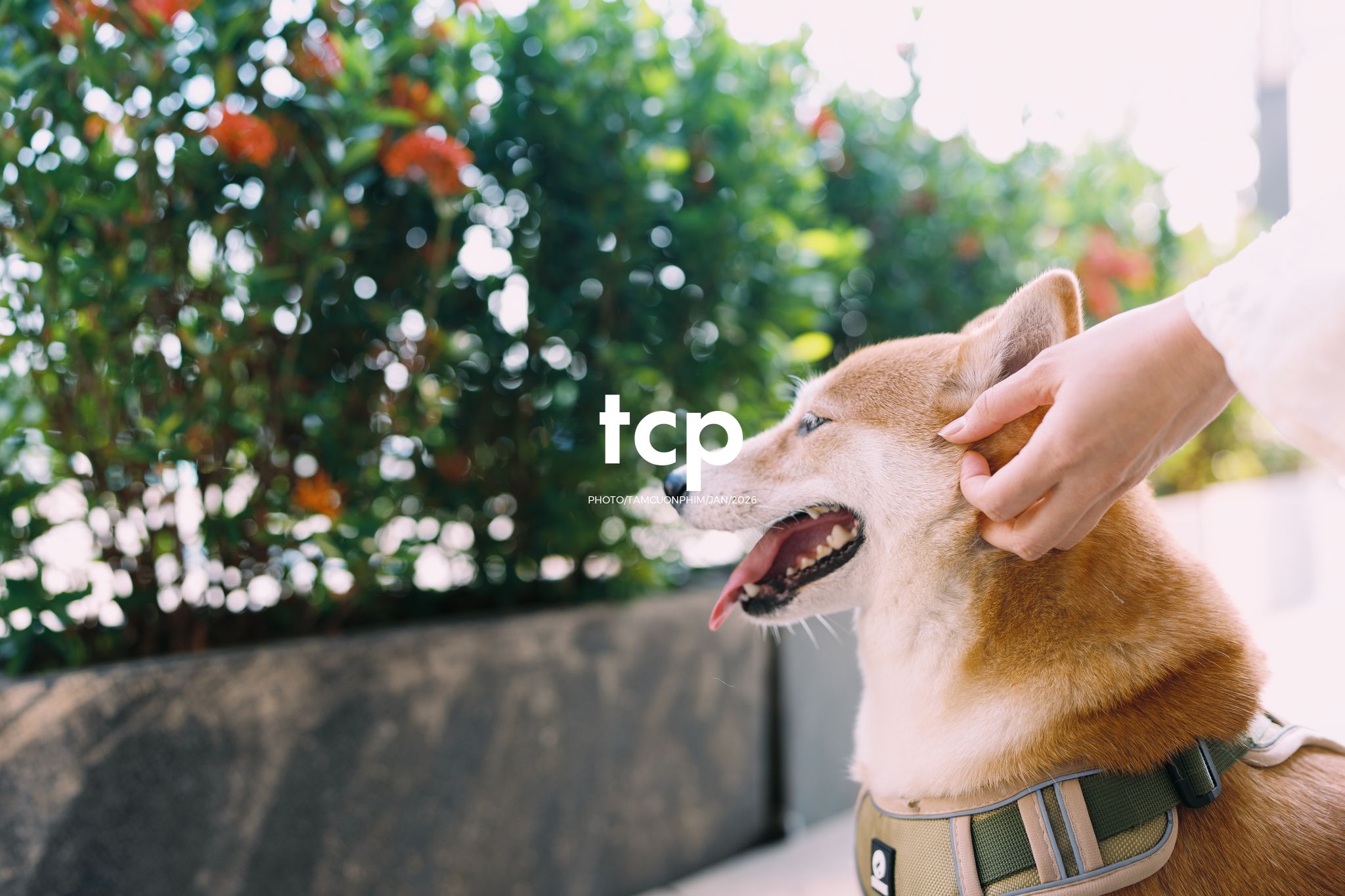 Tám Cuộn Phim - Nét duyên dáng trong buổi chiều dạo phố cùng người bạn nhỏ