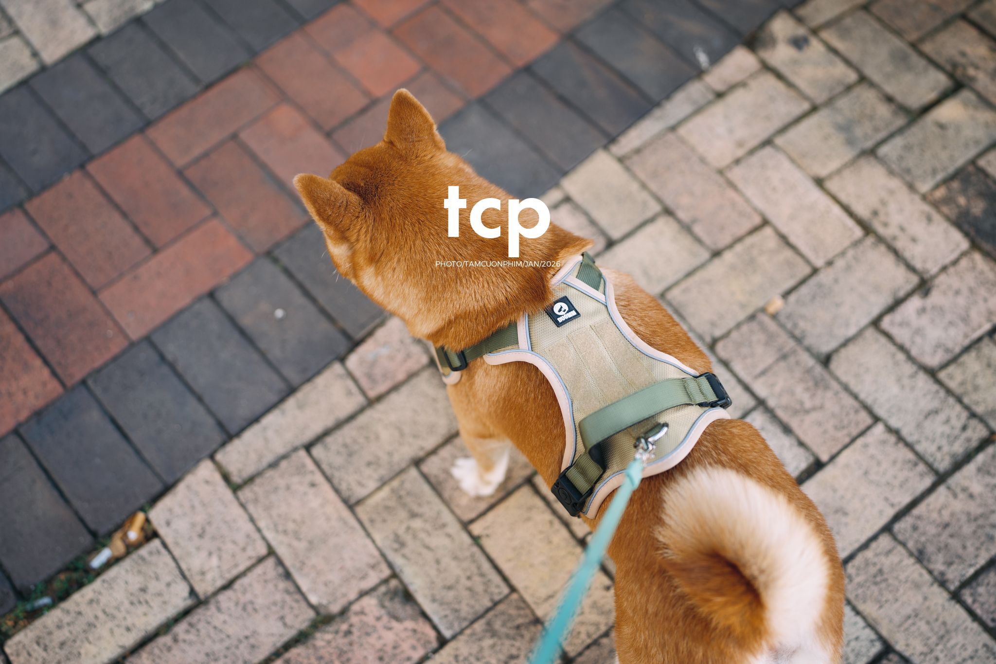 Tám Cuộn Phim - Nét duyên dáng trong buổi chiều dạo phố cùng người bạn nhỏ