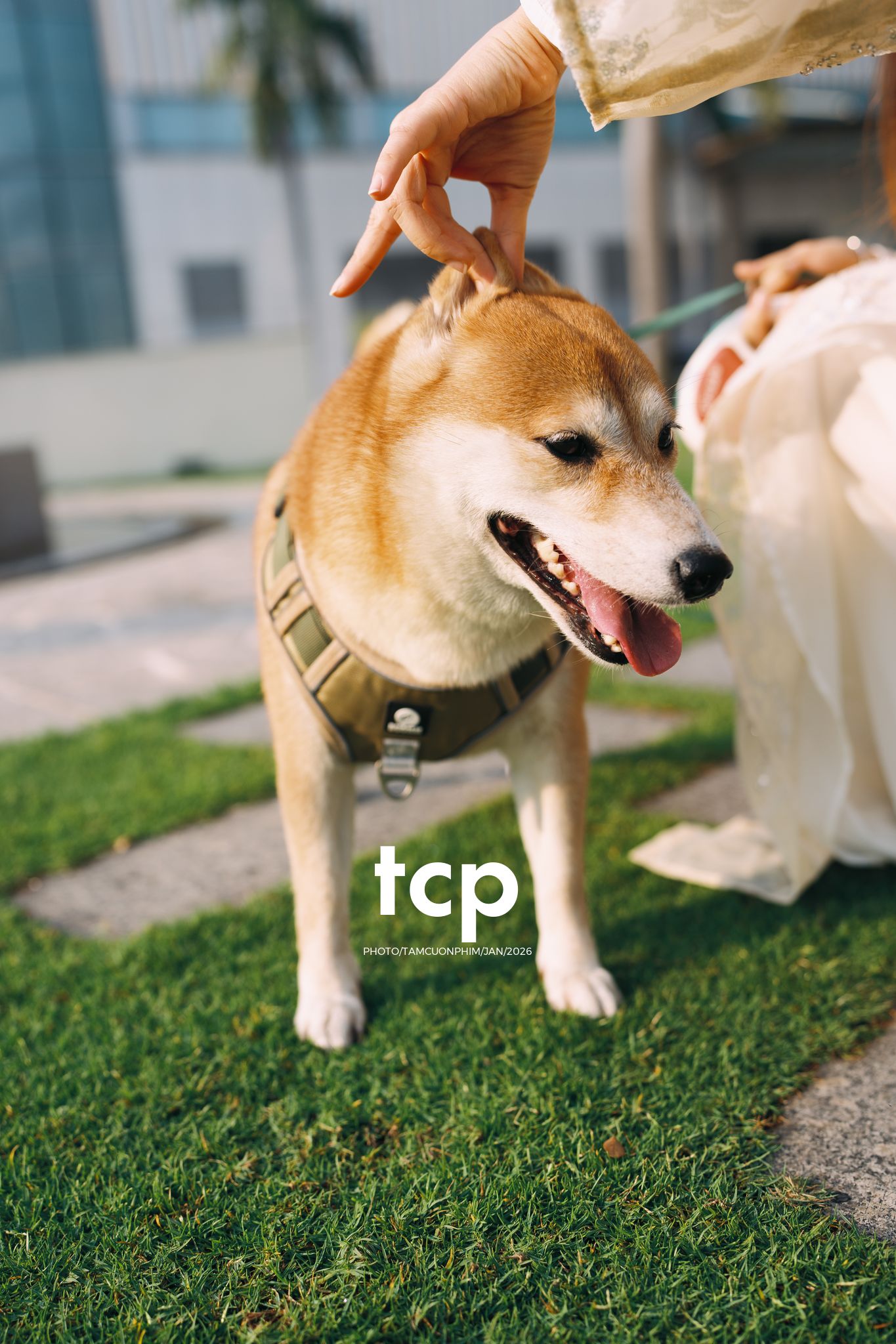 Tám Cuộn Phim - Nét duyên dáng trong buổi chiều dạo phố cùng người bạn nhỏ