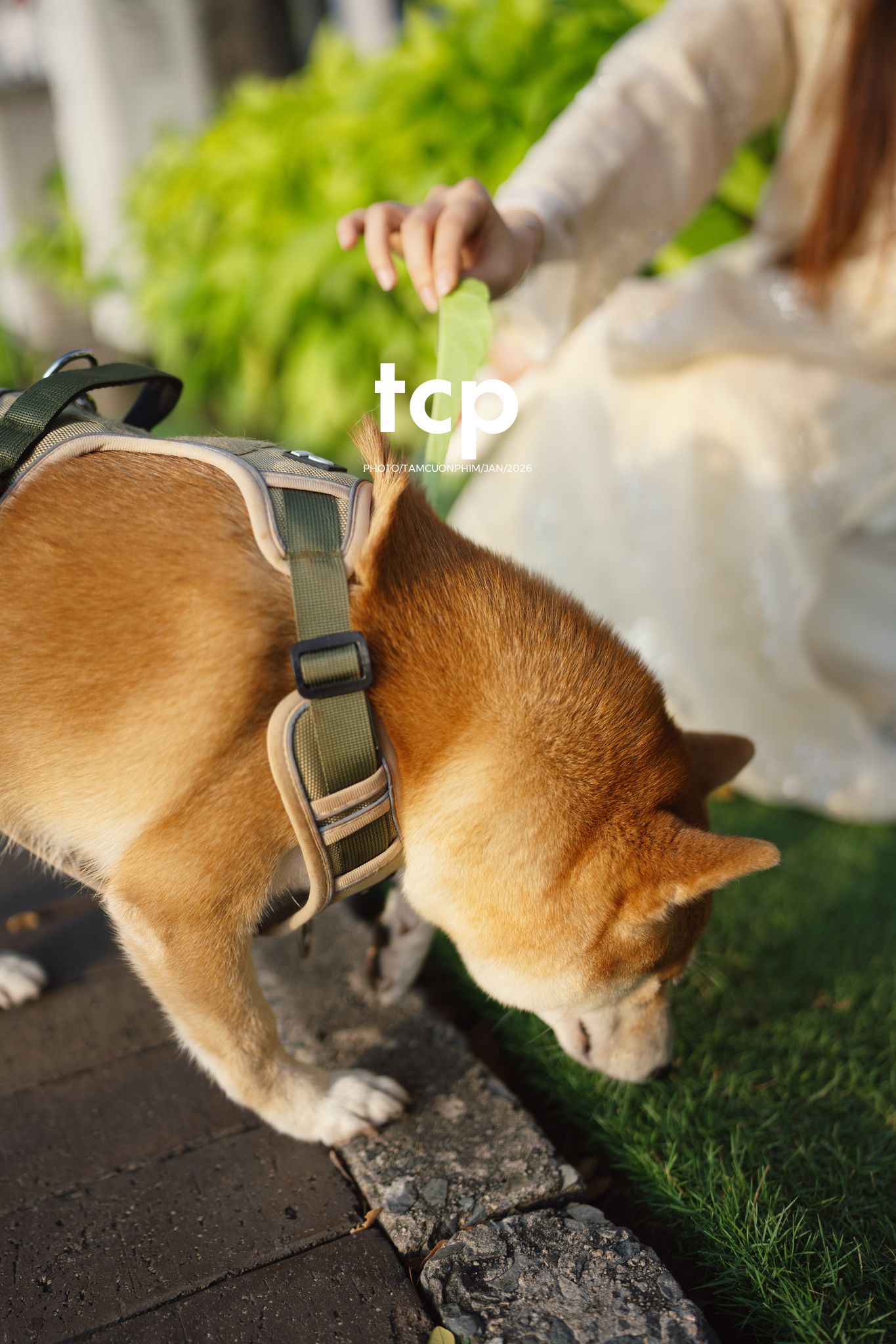 Tám Cuộn Phim - Nét duyên dáng trong buổi chiều dạo phố cùng người bạn nhỏ