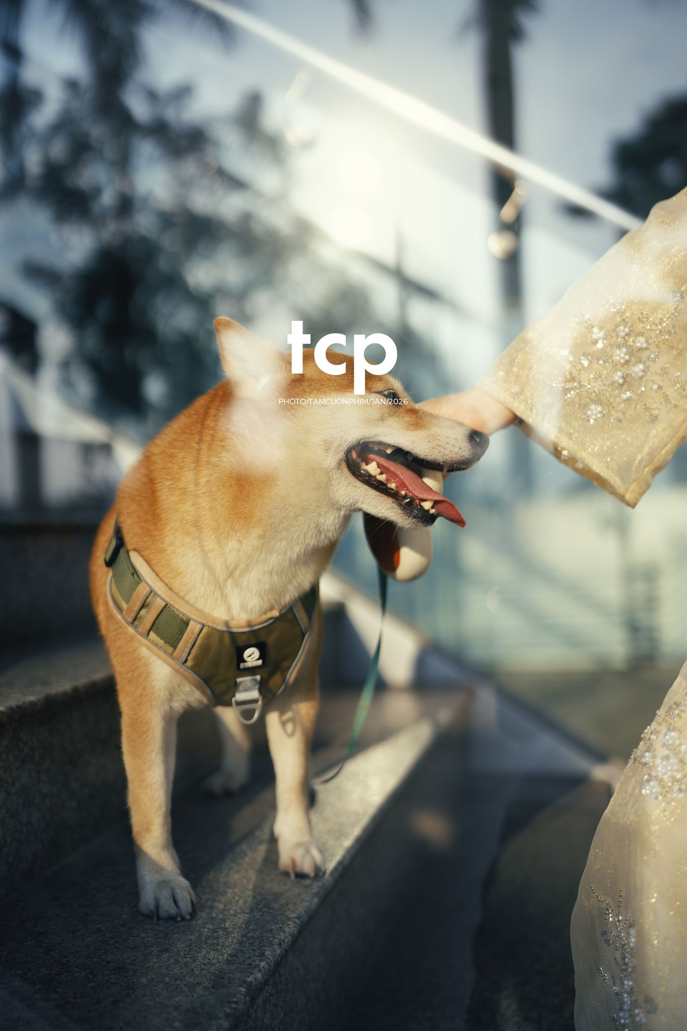 Tám Cuộn Phim - Nét duyên dáng trong buổi chiều dạo phố cùng người bạn nhỏ