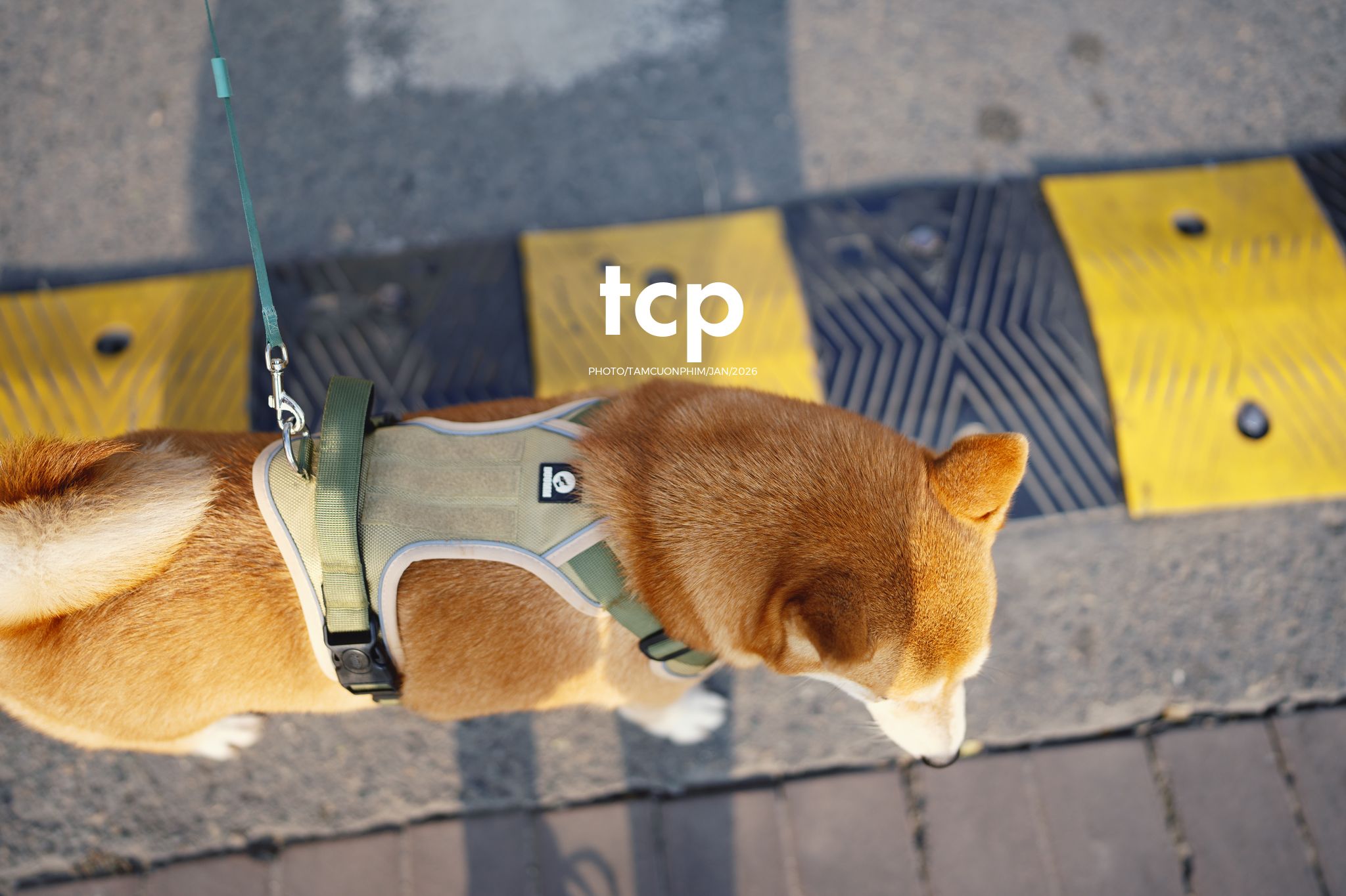 Tám Cuộn Phim - Nét duyên dáng trong buổi chiều dạo phố cùng người bạn nhỏ