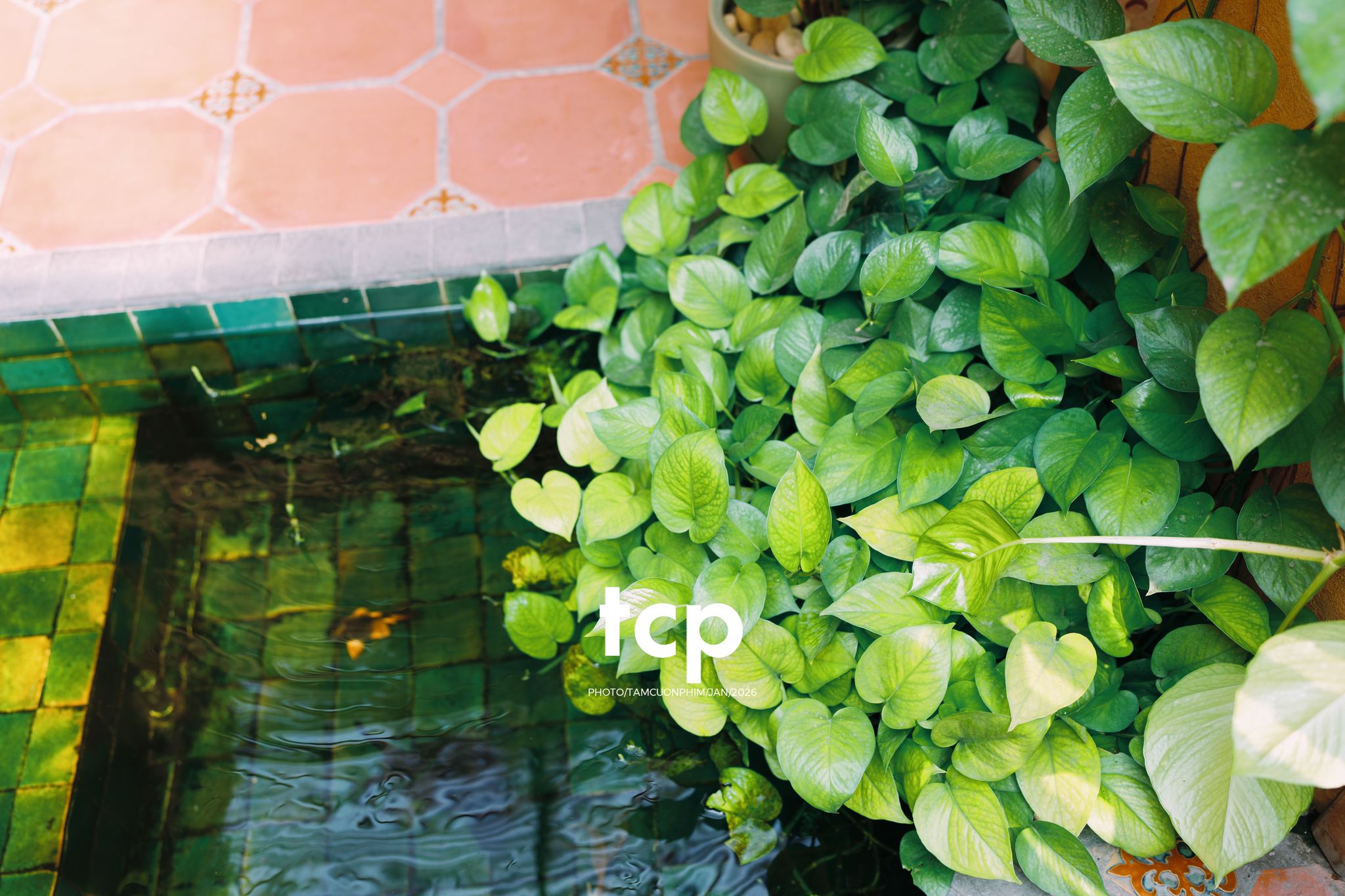 Tám Cuộn Phim - Nơi tâm hồn tìm về sự an nhiên