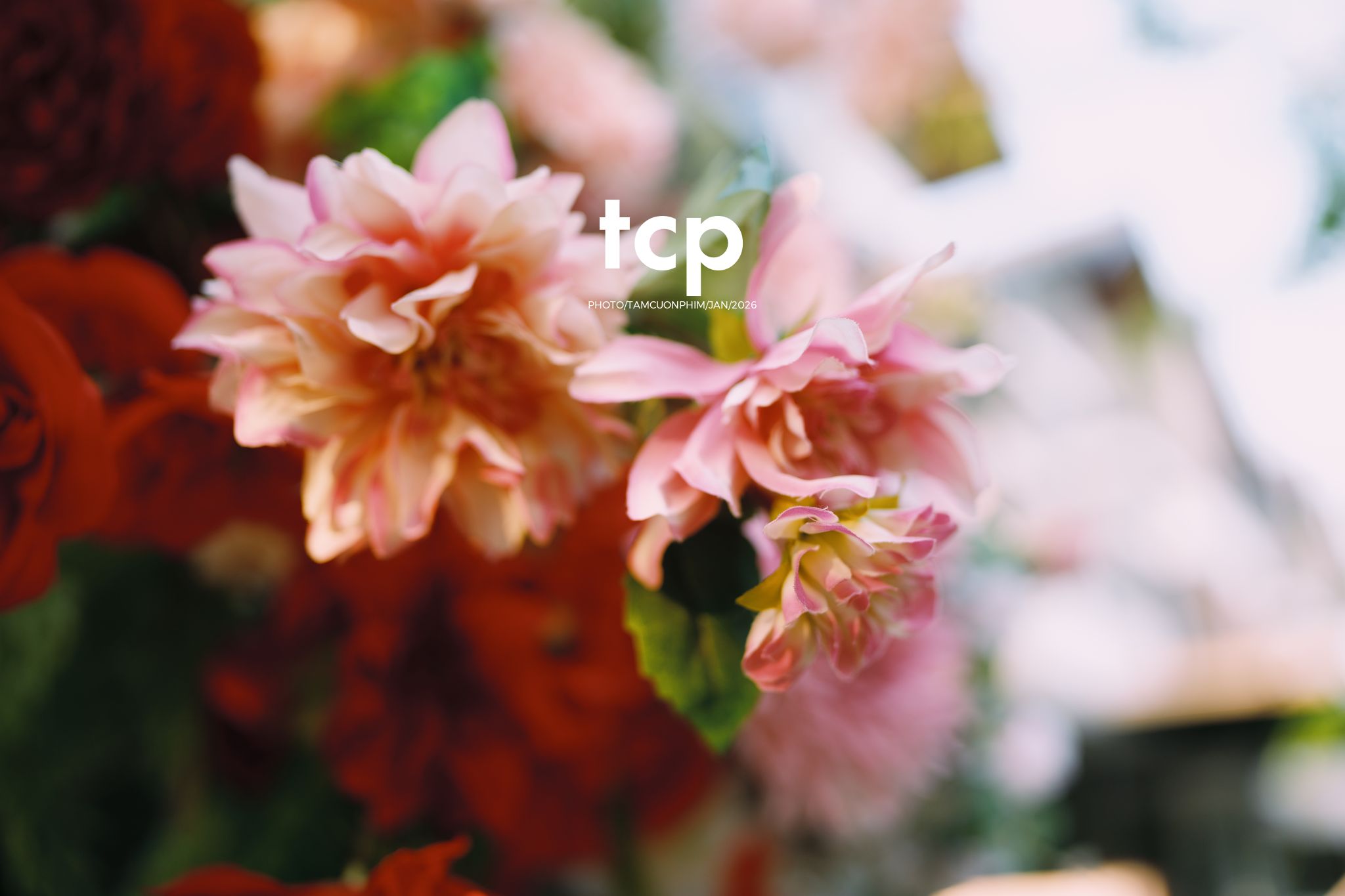 Tám Cuộn Phim - Sắc đỏ ngày chung đôi