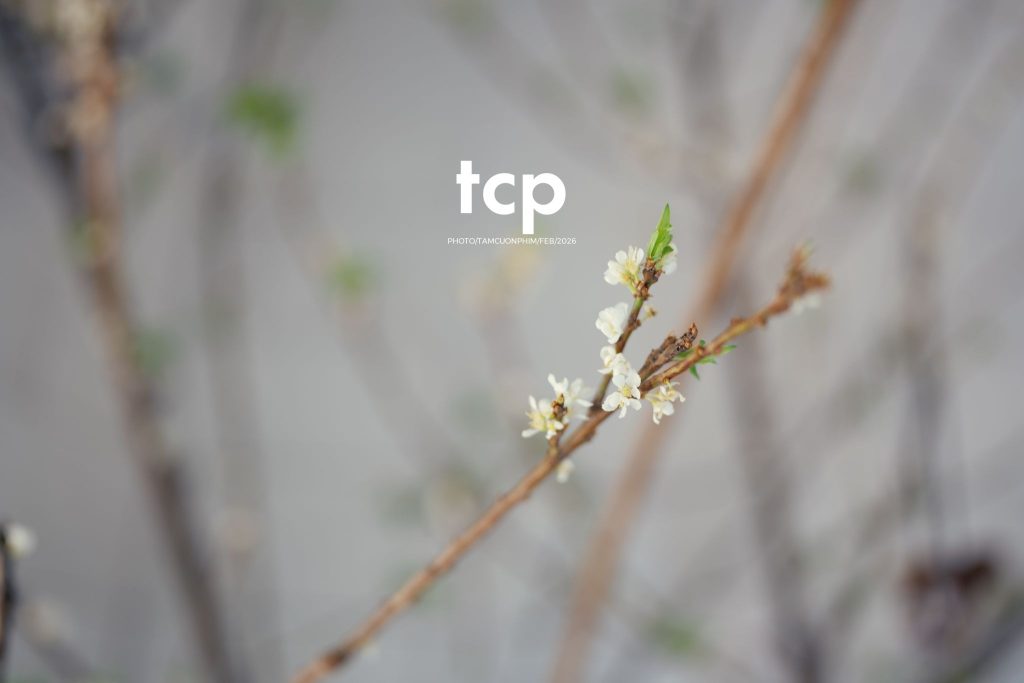Tám Cuộn Phim - Ly cà phê còn vơi phân nửa giữa phố thị