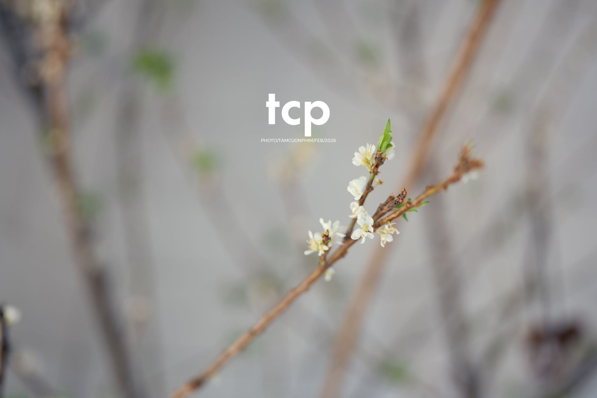 Tám Cuộn Phim - Ly cà phê còn vơi phân nửa giữa phố thị