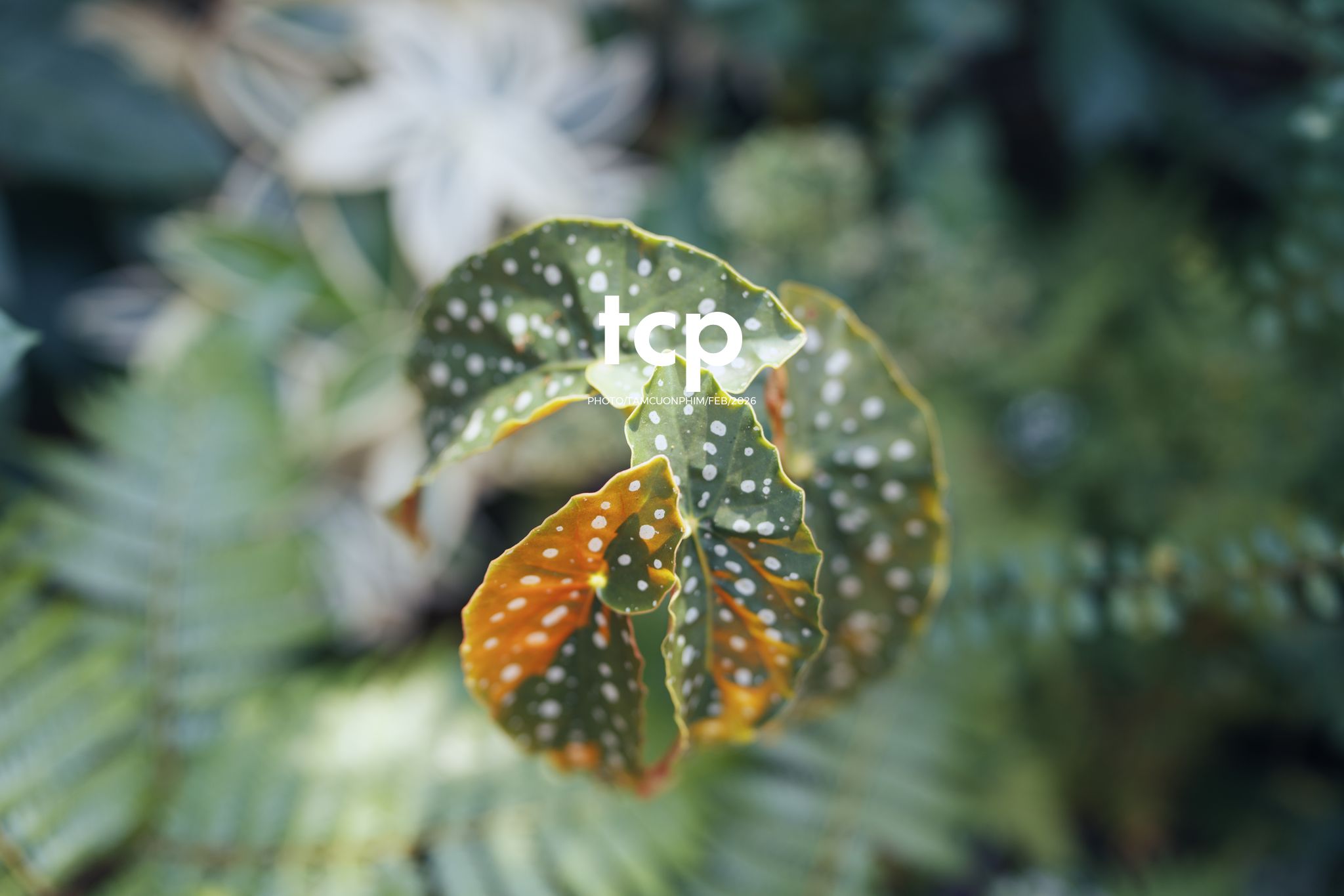 Tám Cuộn Phim - Ly cà phê còn vơi phân nửa giữa phố thị