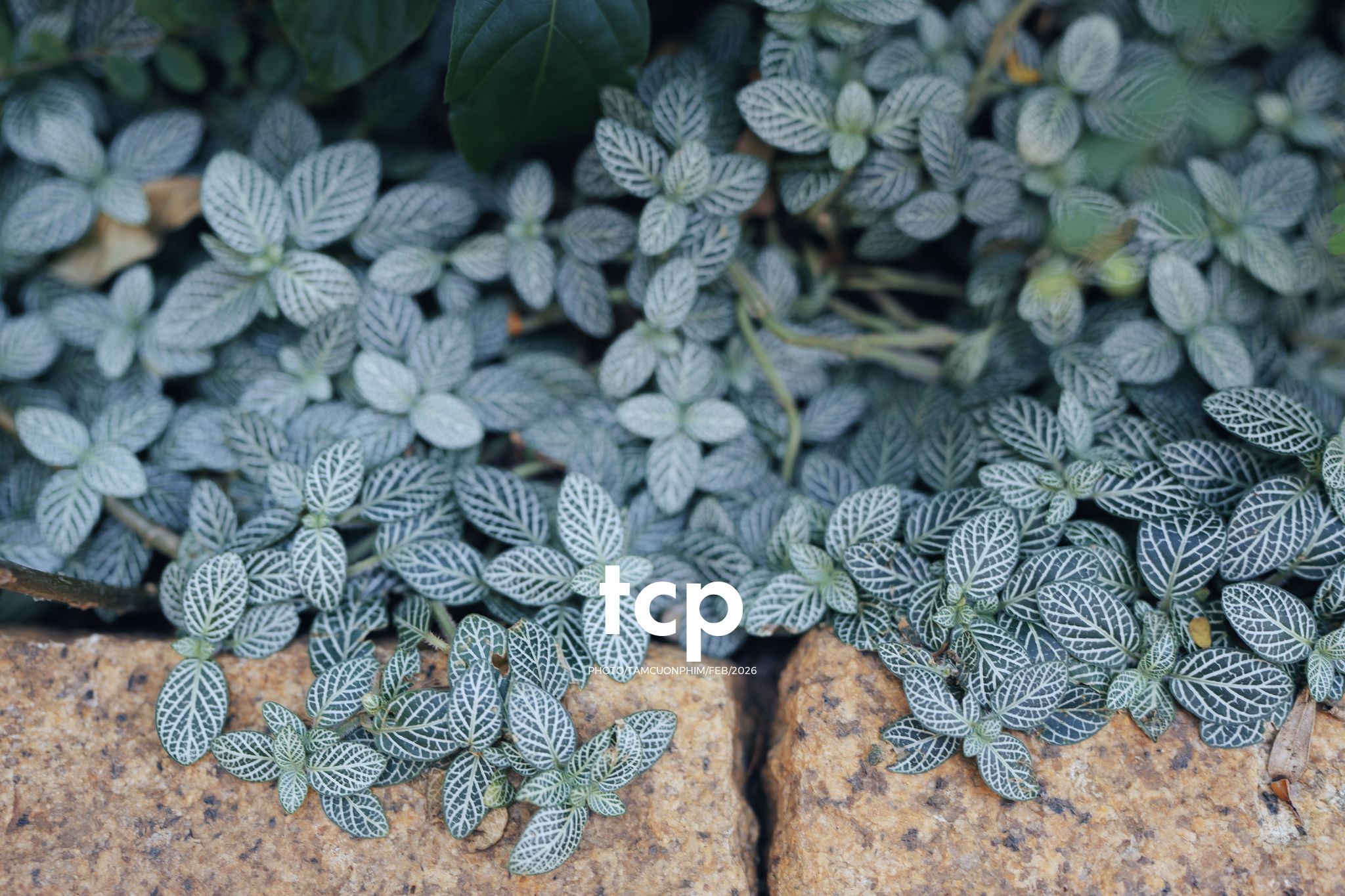 Tám Cuộn Phim - Ly cà phê còn vơi phân nửa giữa phố thị