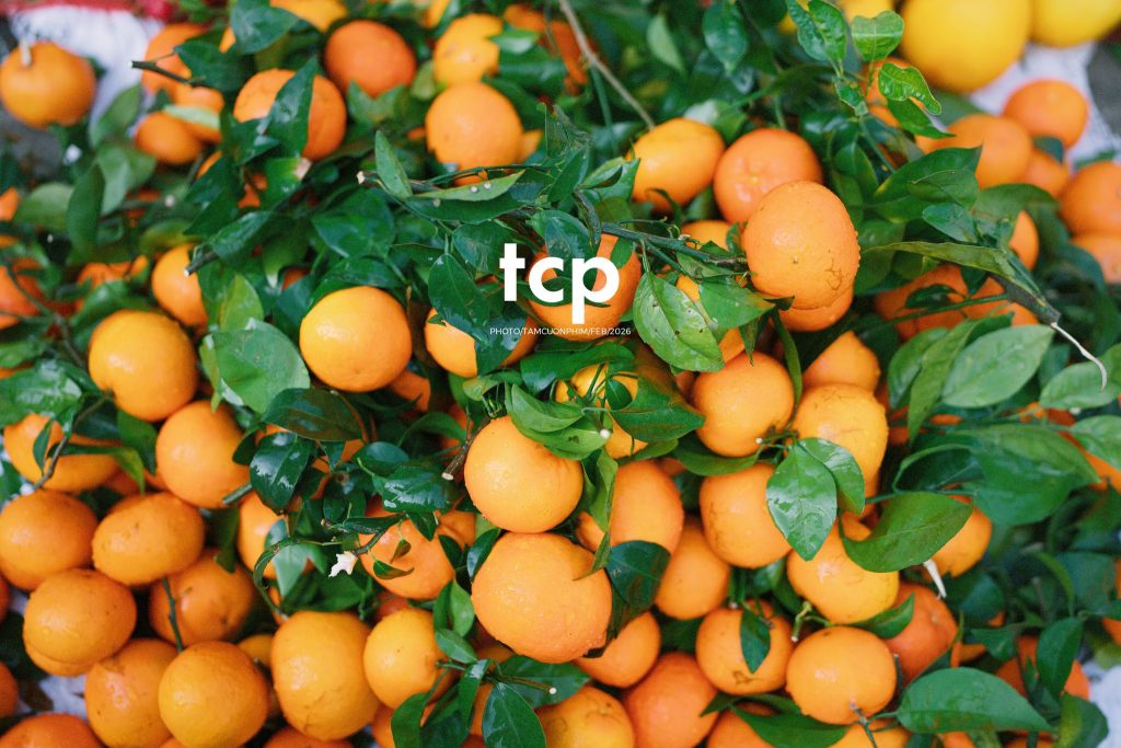 Tám Cuộn Phim - Cành hoa rực rỡ bên mớ ớt cay nồng