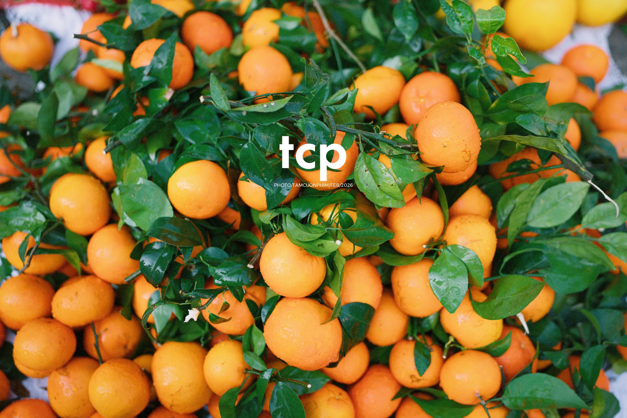 Tám Cuộn Phim - Cành hoa rực rỡ bên mớ ớt cay nồng