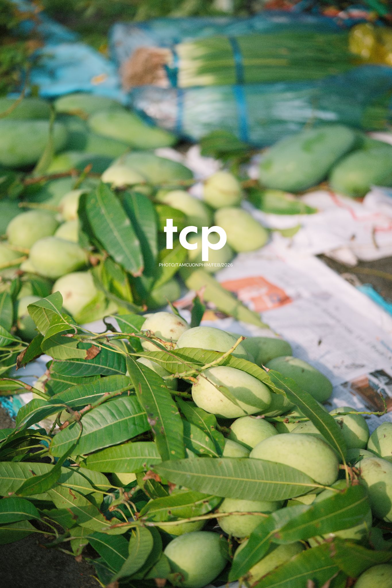 Tám Cuộn Phim - Cành hoa rực rỡ bên mớ ớt cay nồng