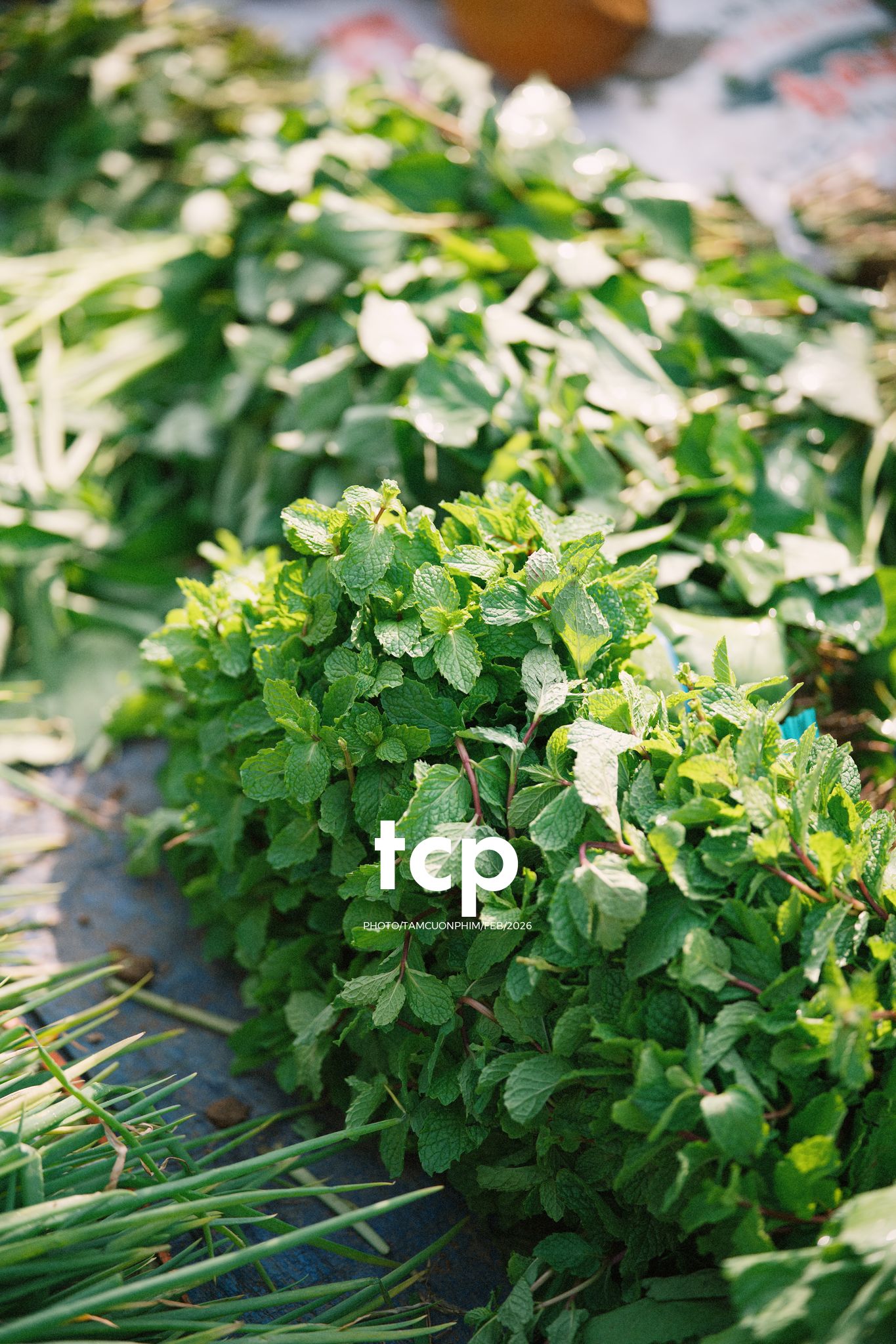 Tám Cuộn Phim - Cành hoa rực rỡ bên mớ ớt cay nồng