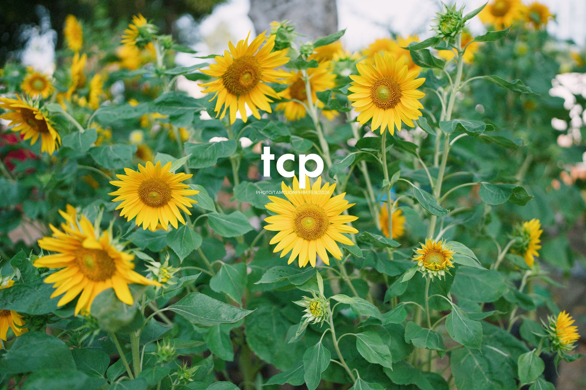 Tám Cuộn Phim - Cành hoa rực rỡ bên mớ ớt cay nồng