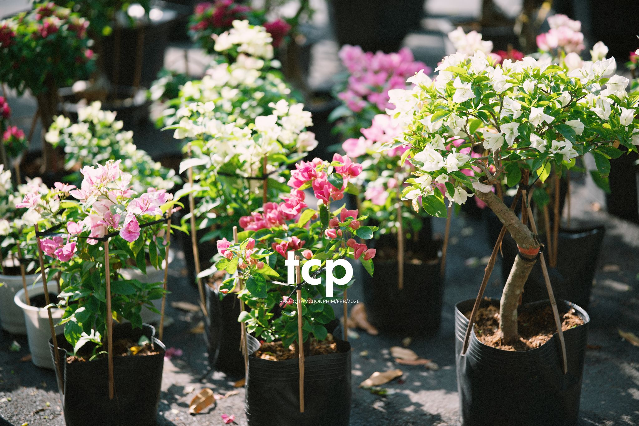 Tám Cuộn Phim - Cành hoa rực rỡ bên mớ ớt cay nồng