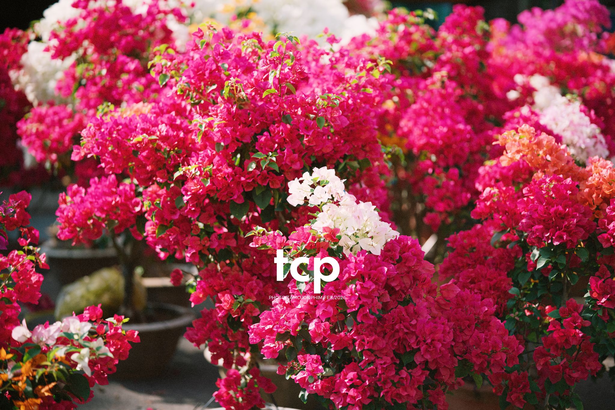 Tám Cuộn Phim - Cành hoa rực rỡ bên mớ ớt cay nồng