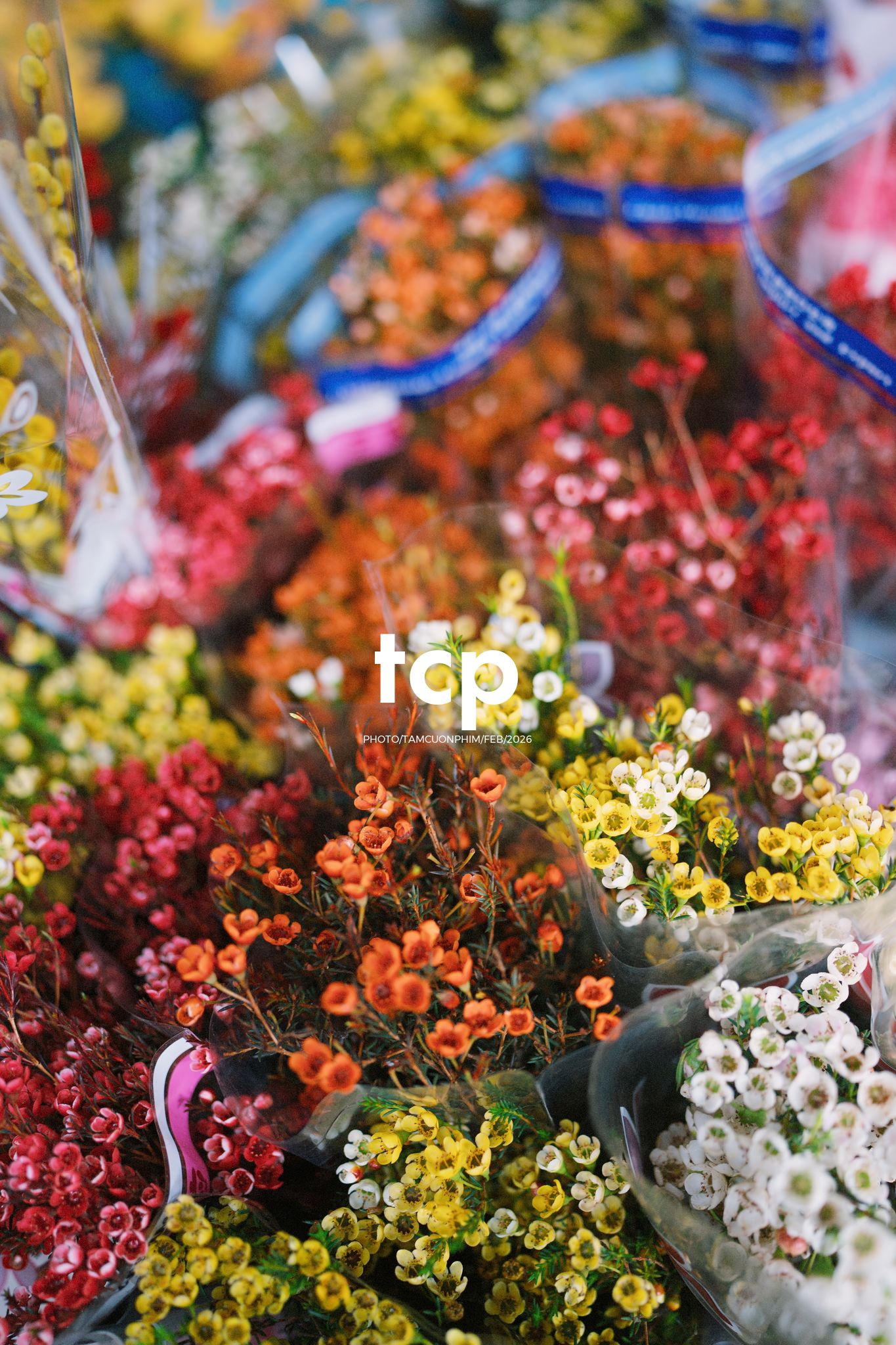 Tám Cuộn Phim - Cành hoa rực rỡ bên mớ ớt cay nồng