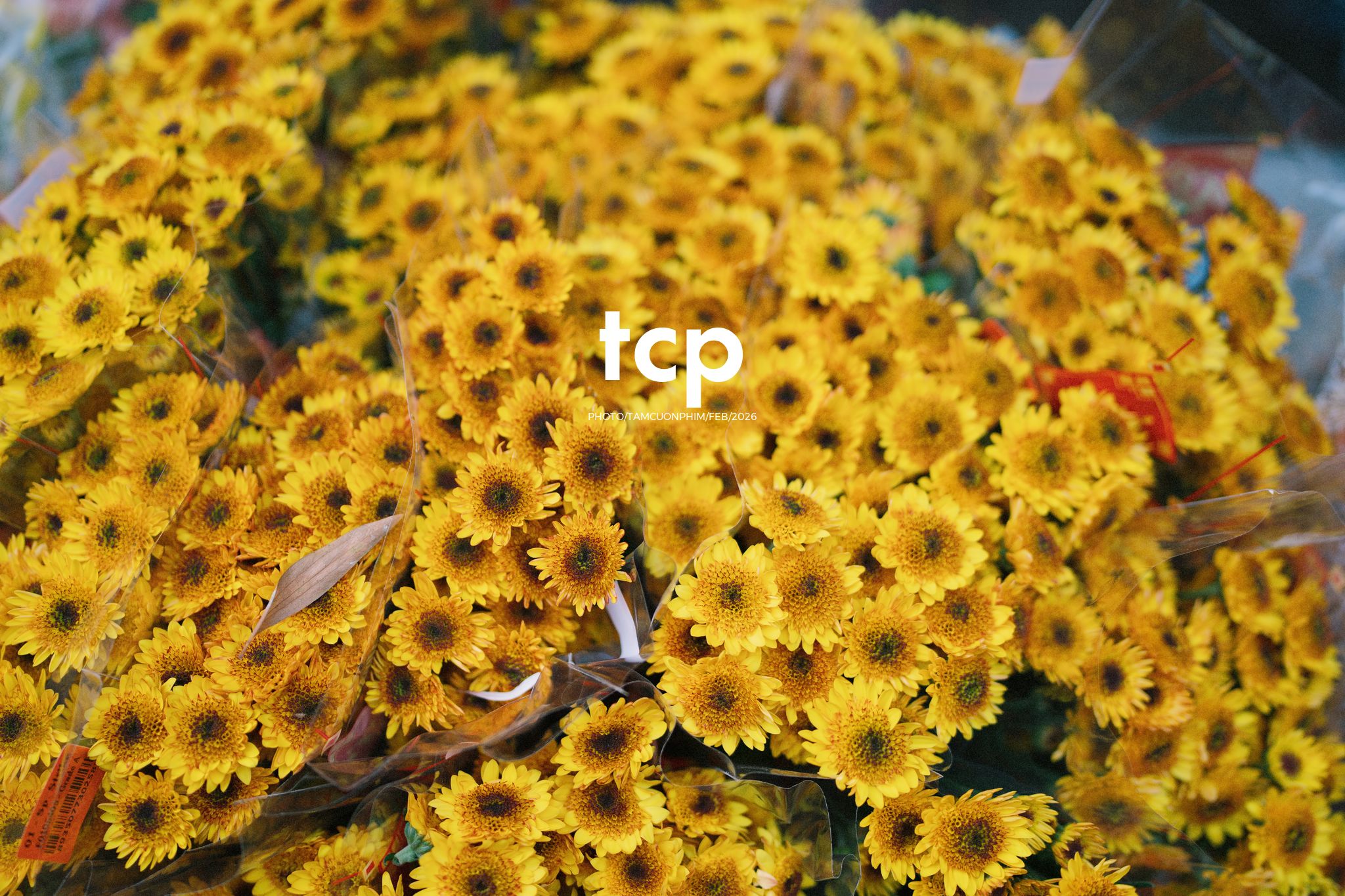 Tám Cuộn Phim - Cành hoa rực rỡ bên mớ ớt cay nồng