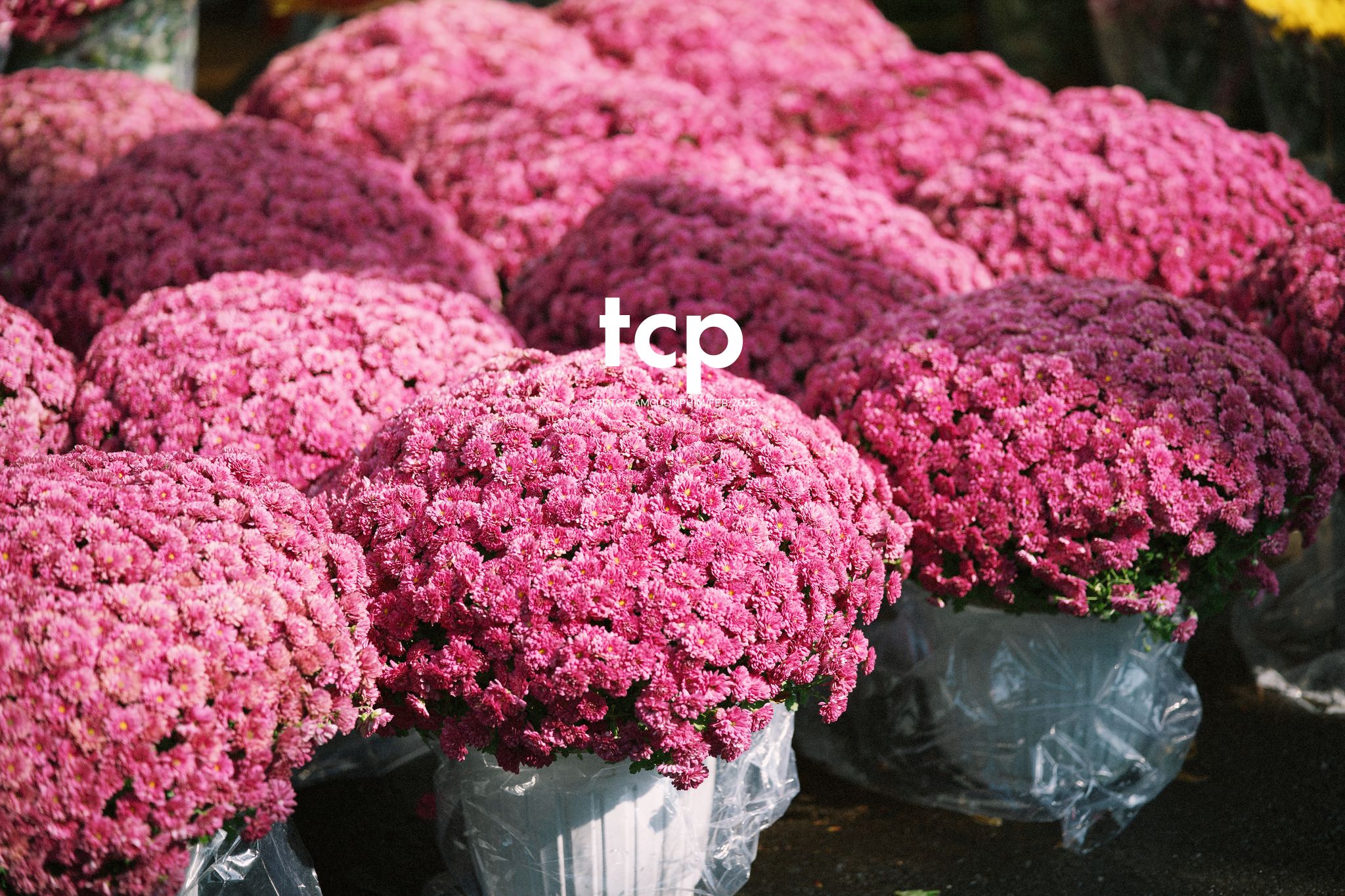 Tám Cuộn Phim - Cành hoa rực rỡ bên mớ ớt cay nồng