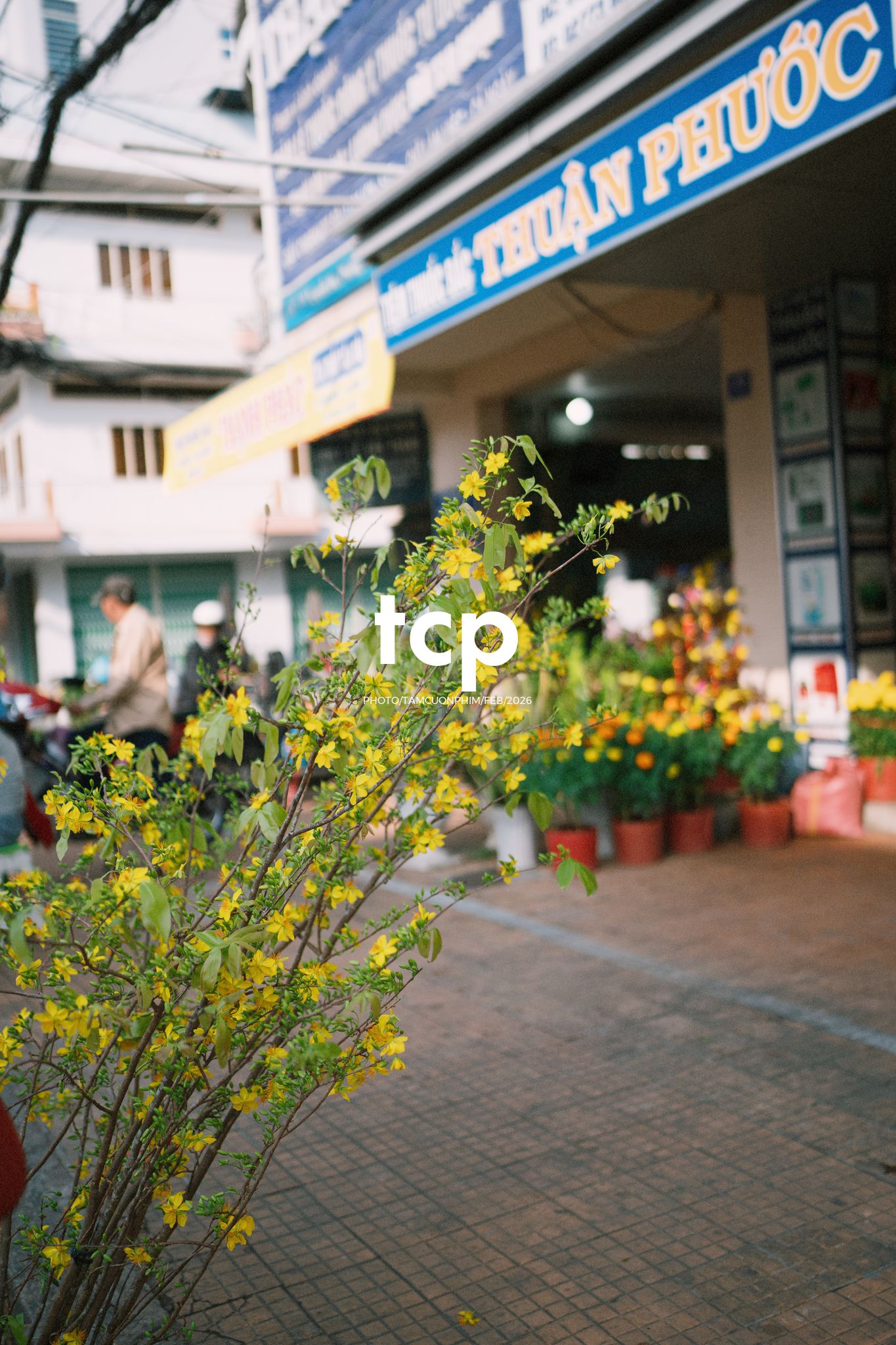 Tám Cuộn Phim - Cành hoa rực rỡ bên mớ ớt cay nồng