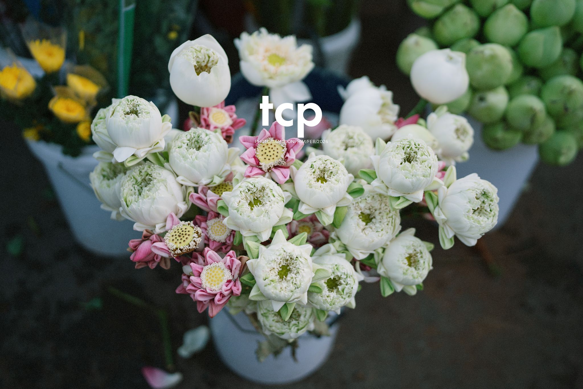 Tám Cuộn Phim - Cành hoa rực rỡ bên mớ ớt cay nồng