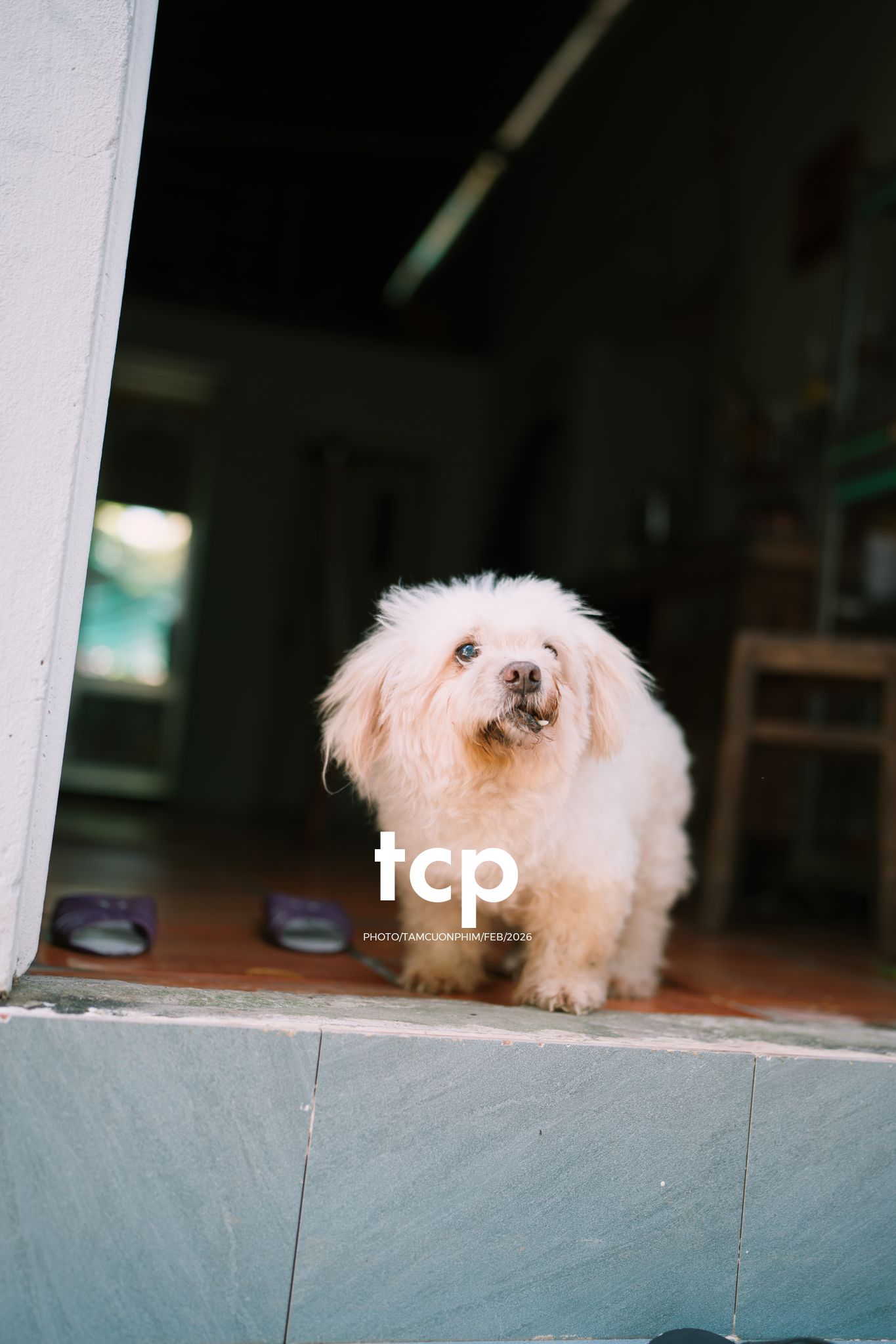 Tám Cuộn Phim - Khi "boss" cũng biết tạo dáng đón xuân về!