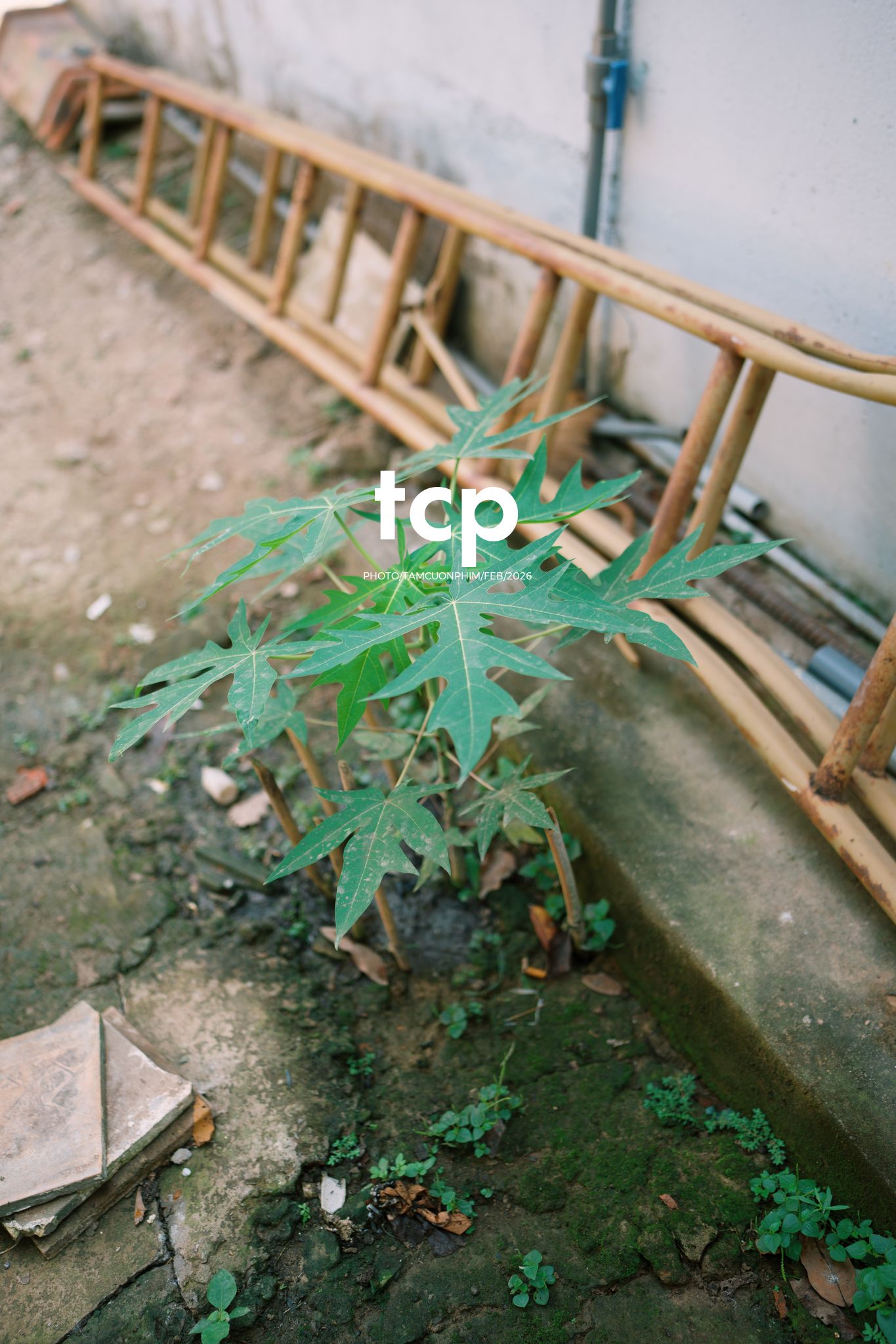 Tám Cuộn Phim - Khi "boss" cũng biết tạo dáng đón xuân về!