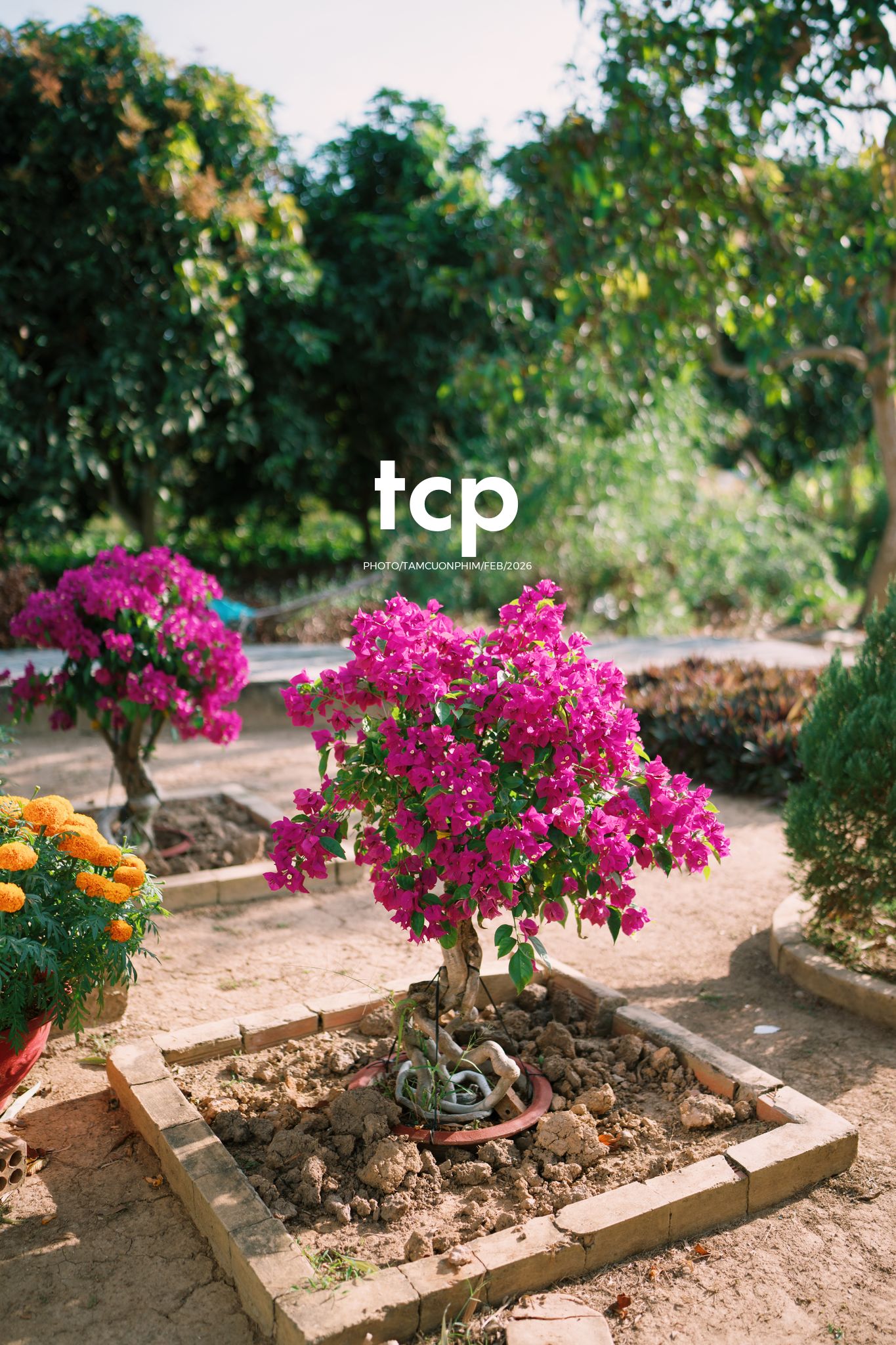 Tám Cuộn Phim - Khi "boss" cũng biết tạo dáng đón xuân về!