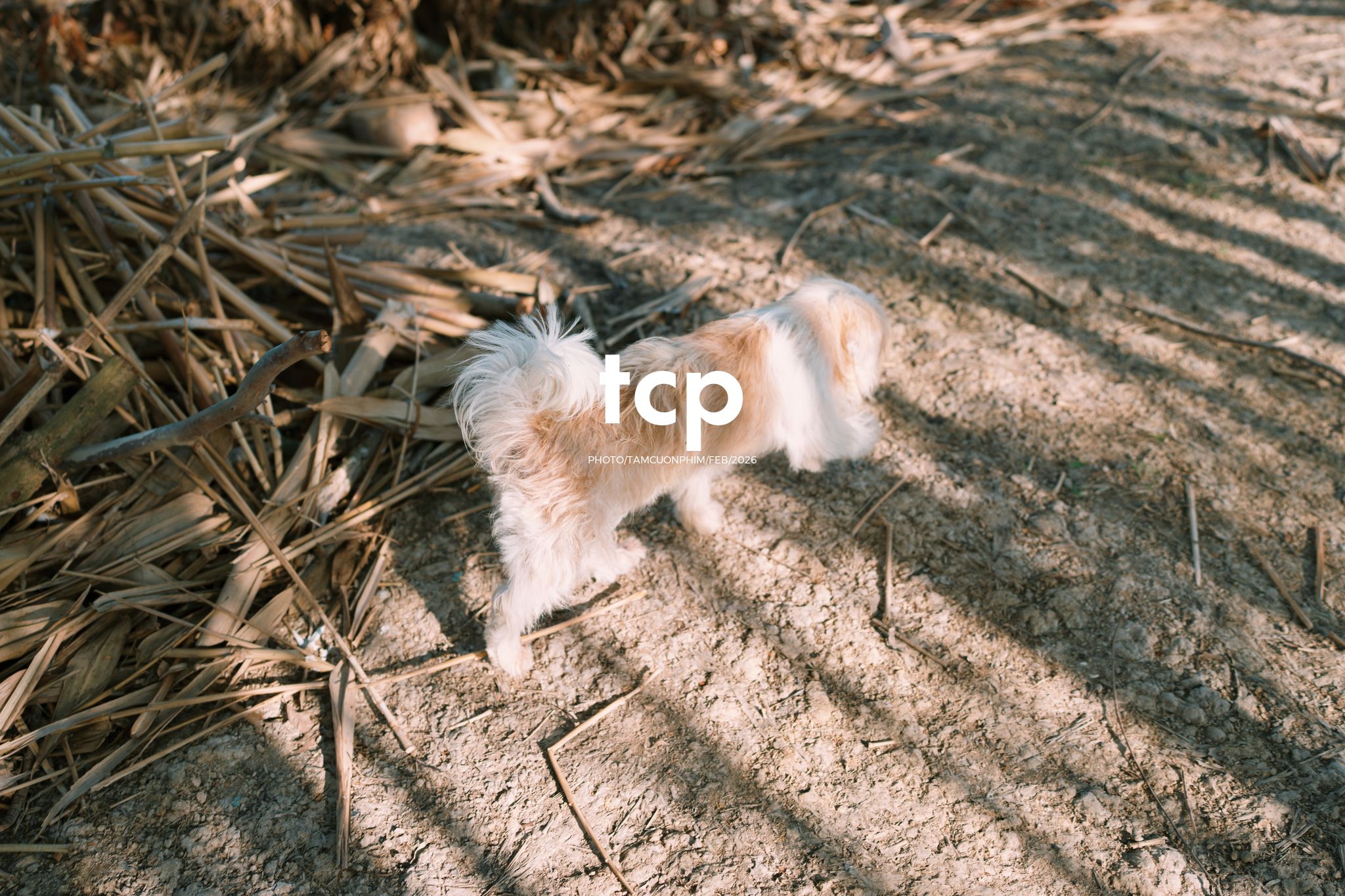 Tám Cuộn Phim - Khi "boss" cũng biết tạo dáng đón xuân về!