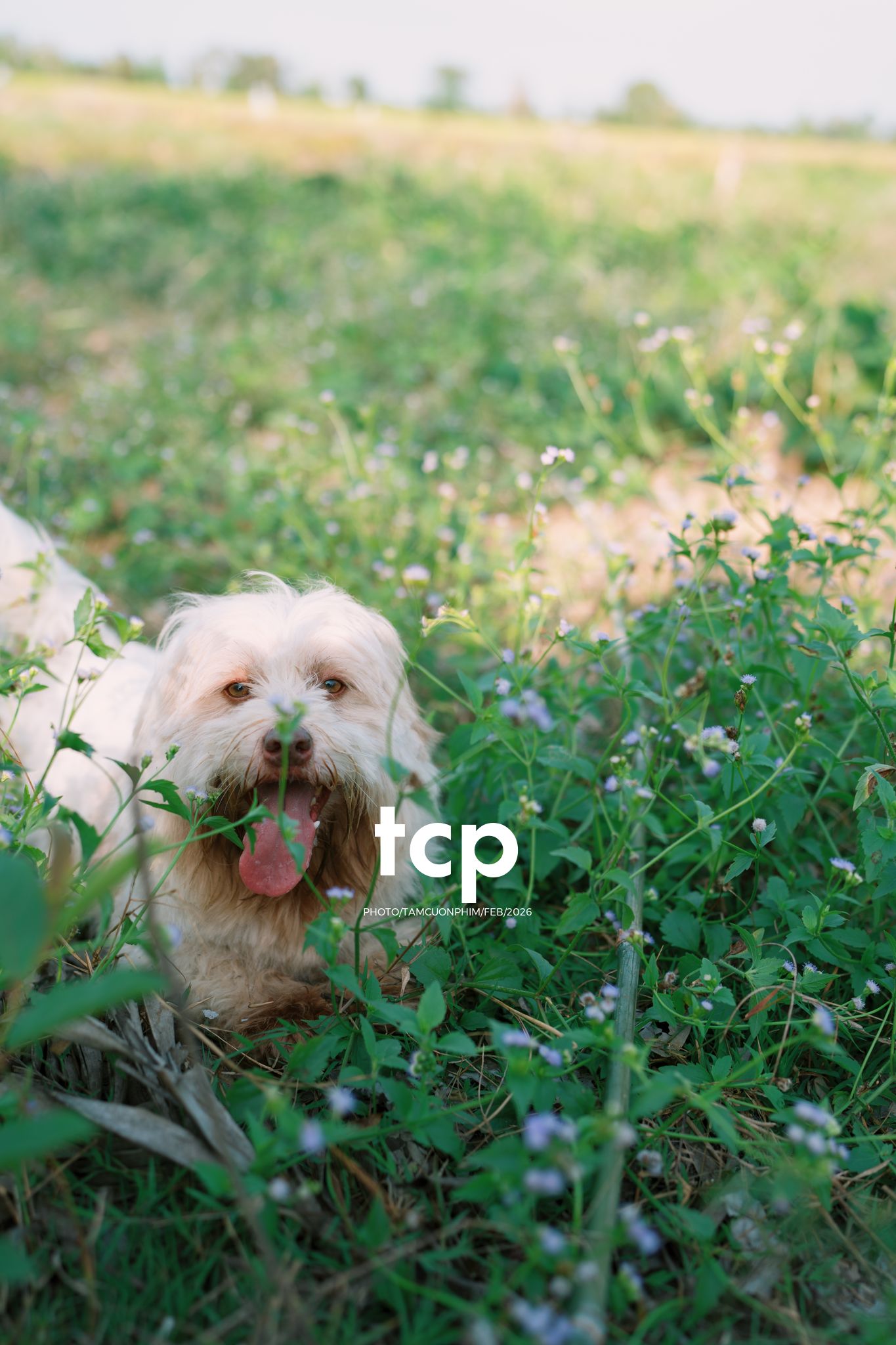 Tám Cuộn Phim - Khi "boss" cũng biết tạo dáng đón xuân về!