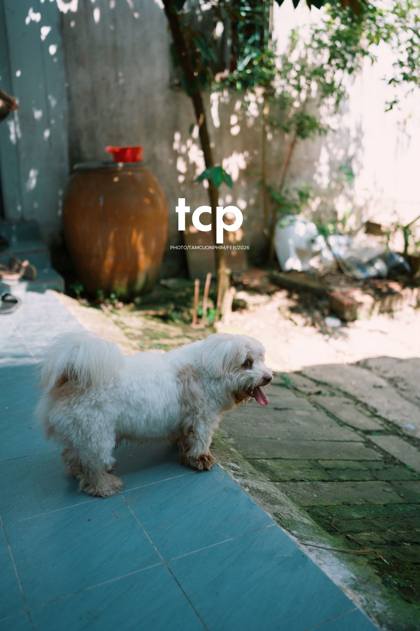 Tám Cuộn Phim - Khi "boss" cũng biết tạo dáng đón xuân về!