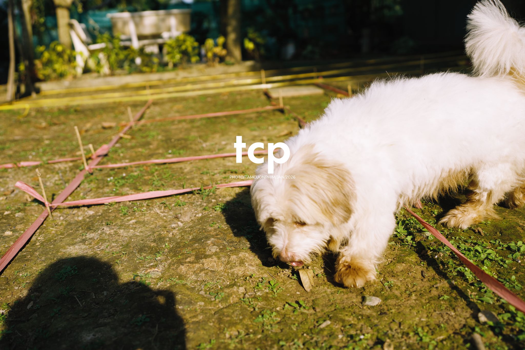 Tám Cuộn Phim - Khi "boss" cũng biết tạo dáng đón xuân về!