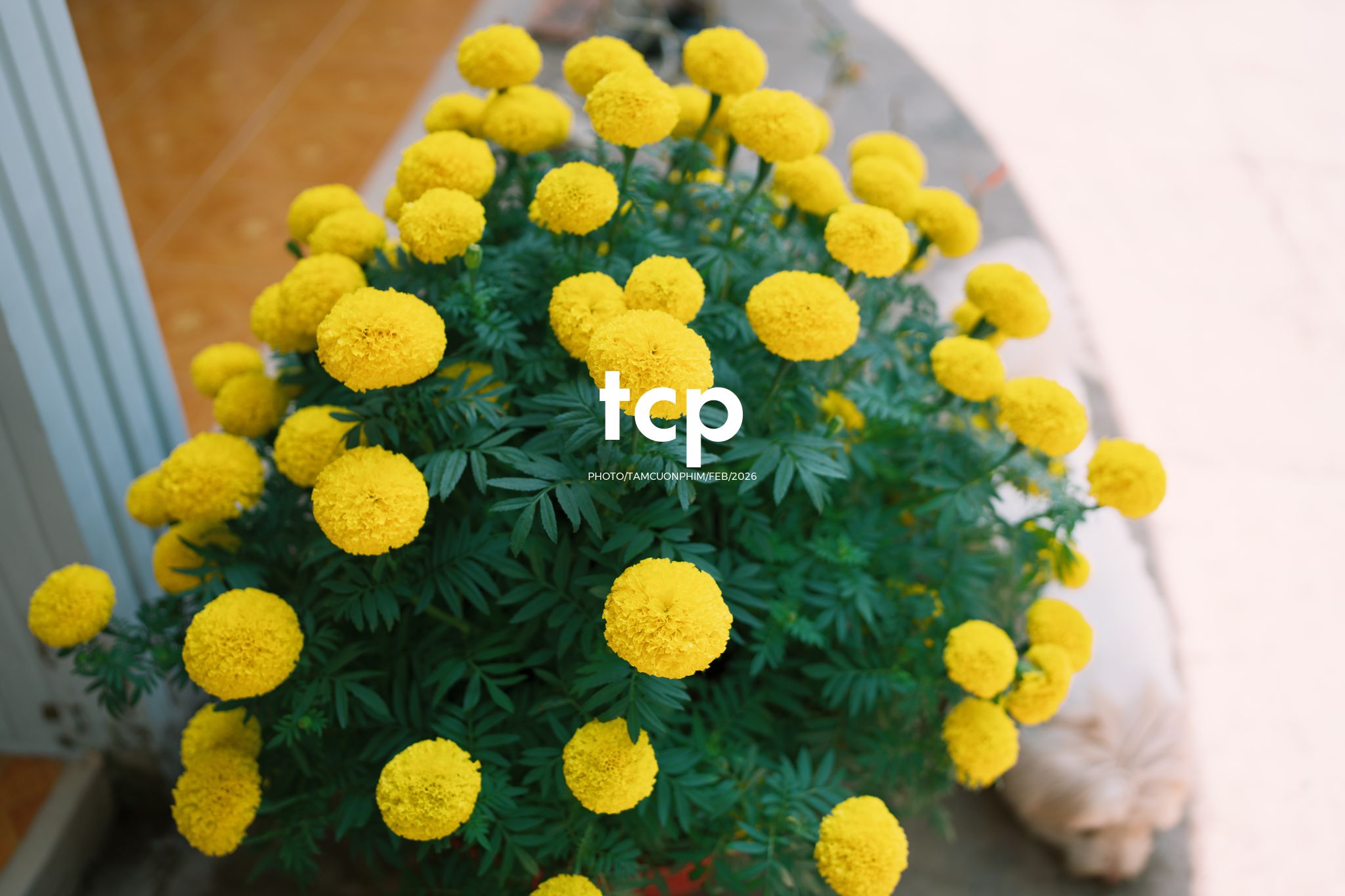 Tám Cuộn Phim - Khi "boss" cũng biết tạo dáng đón xuân về!