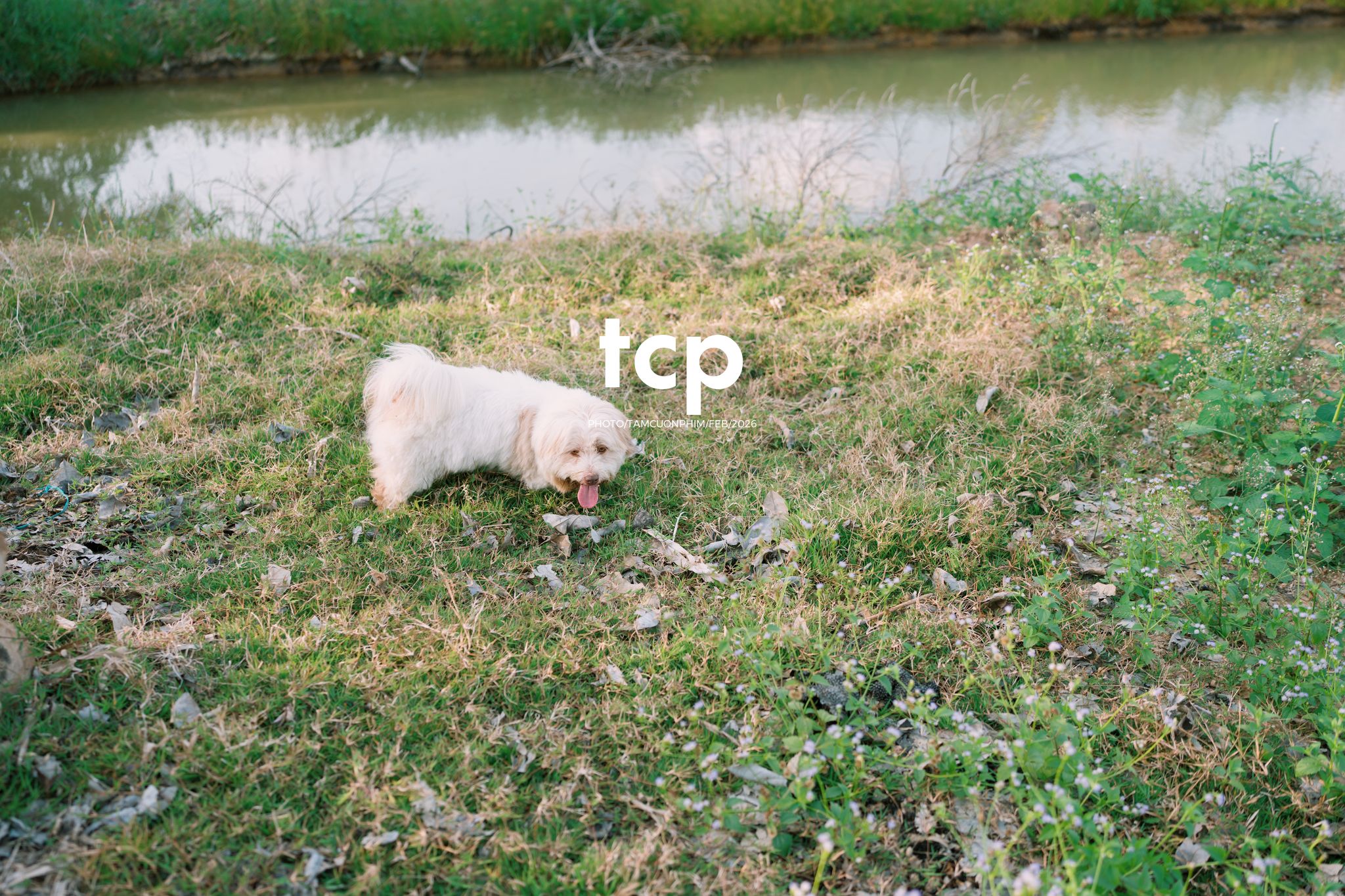 Tám Cuộn Phim - Khi "boss" cũng biết tạo dáng đón xuân về!