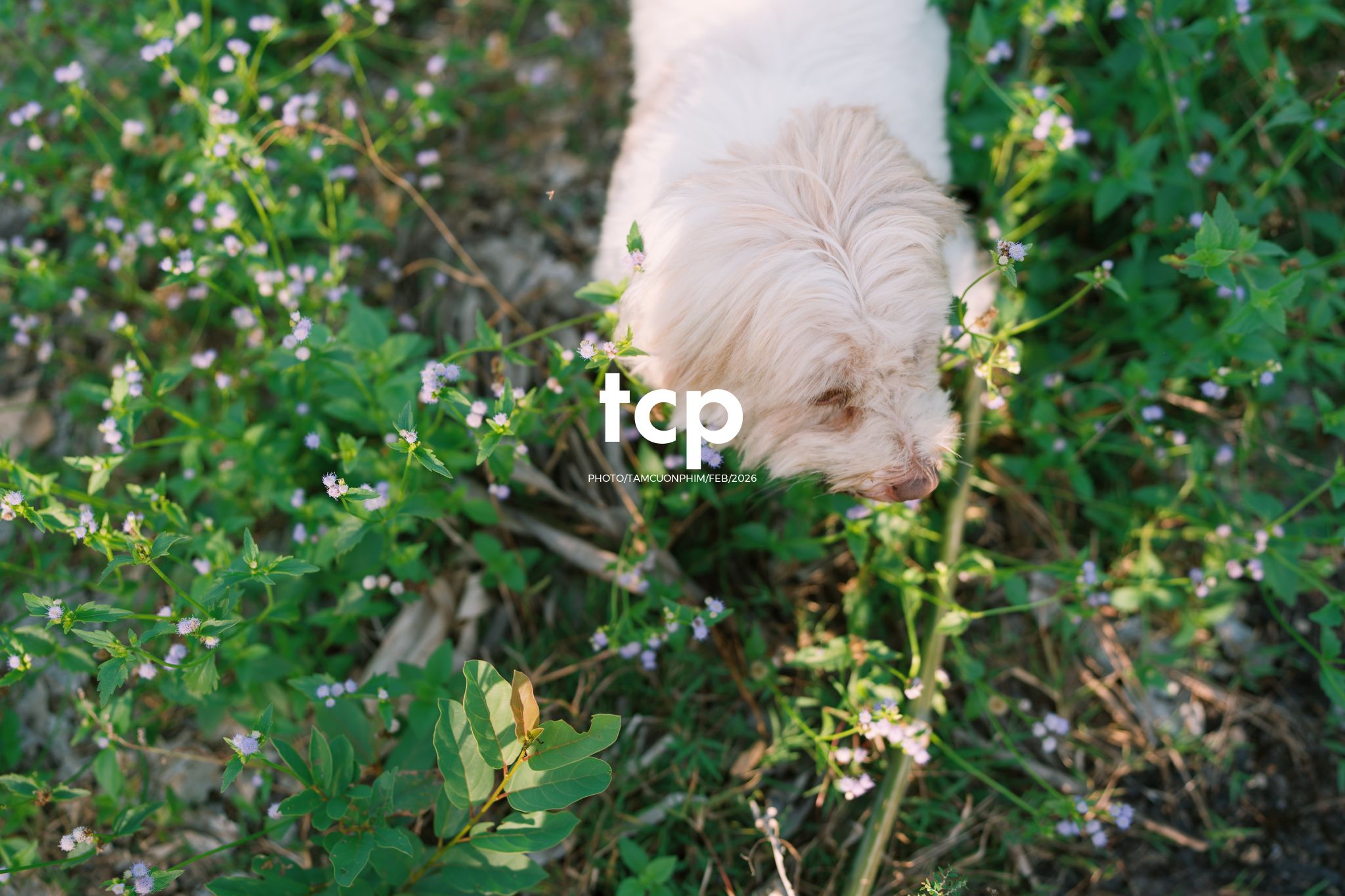 Tám Cuộn Phim - Khi "boss" cũng biết tạo dáng đón xuân về!