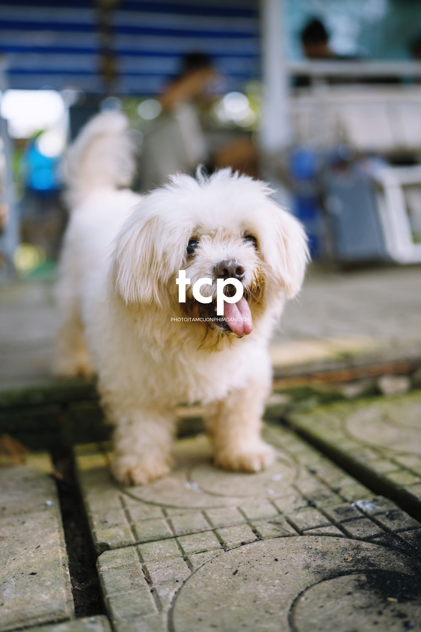 Tám Cuộn Phim - Khi "boss" cũng biết tạo dáng đón xuân về!