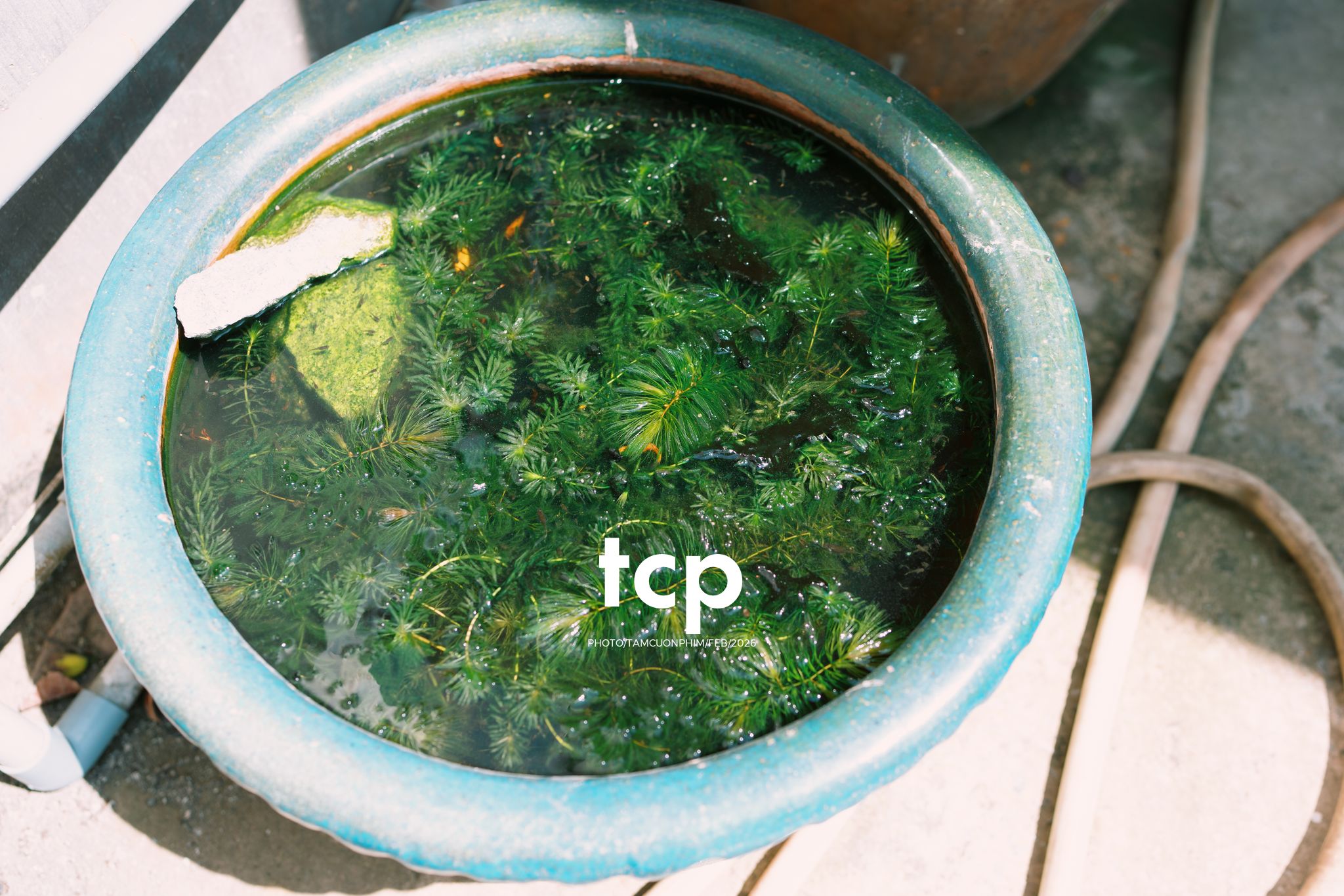 Tám Cuộn Phim - Khi "boss" cũng biết tạo dáng đón xuân về!