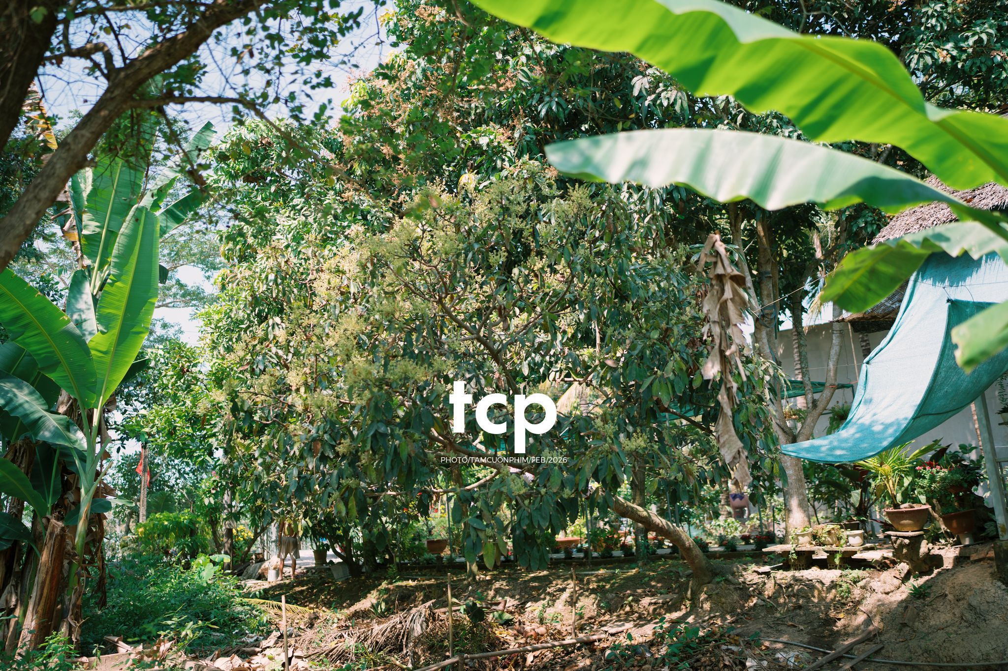 Tám Cuộn Phim - Vừa kịp lúc hoa nở rộ bên hiên nhà