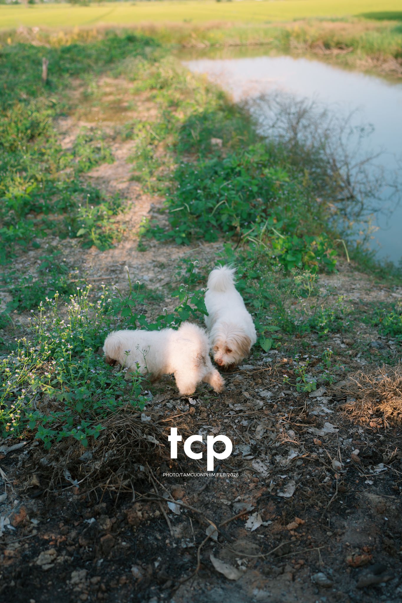 Tám Cuộn Phim - Vừa kịp lúc hoa nở rộ bên hiên nhà