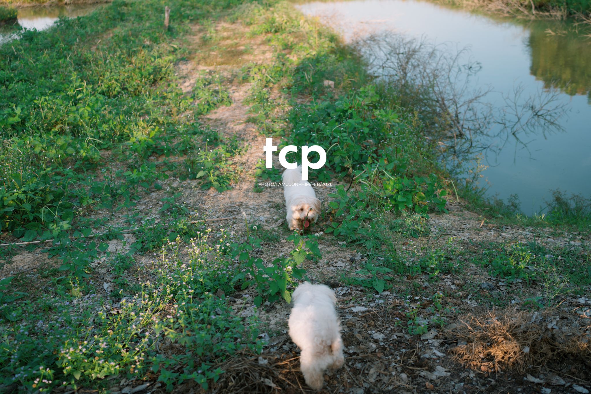 Tám Cuộn Phim - Vừa kịp lúc hoa nở rộ bên hiên nhà